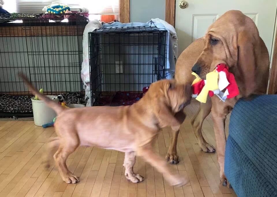 Ruby Ann — 4-Month-Old AKC Bloodhound Looking for image 2