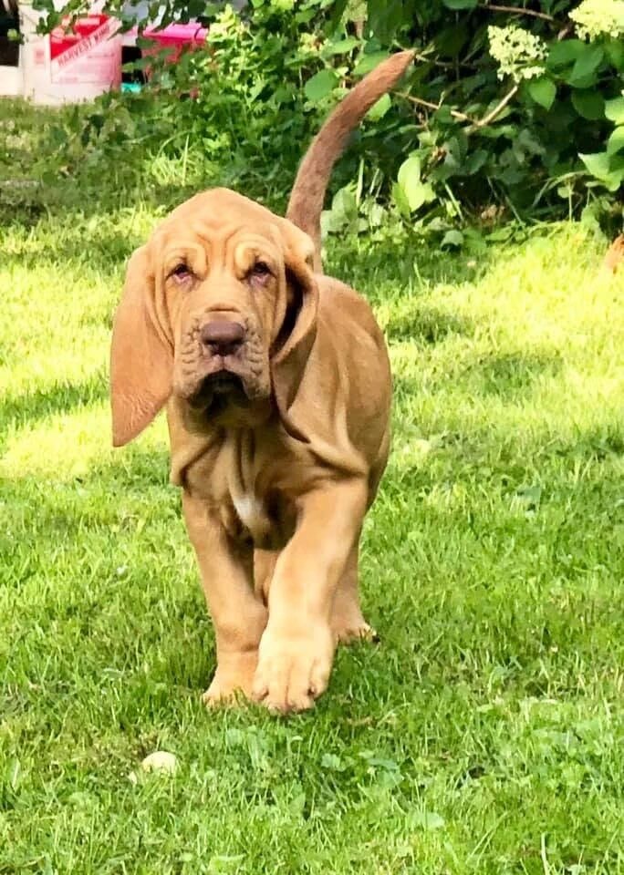 Ruby Ann — 4-Month-Old AKC Bloodhound Looking for image 3