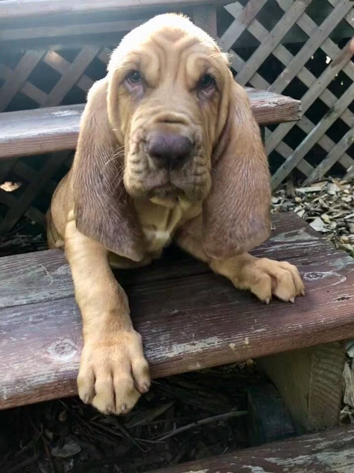 Ruby Ann — 4-Month-Old AKC Bloodhound Looking for image 1