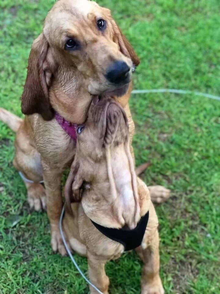 Ruby Ann — 4-Month-Old AKC Bloodhound Looking for image 5