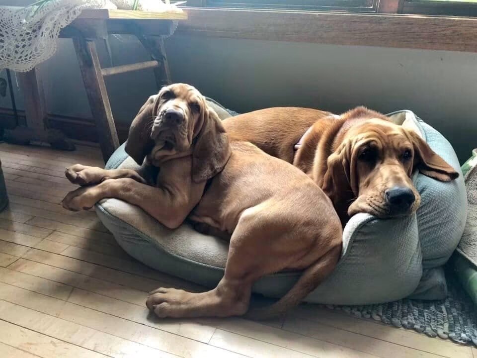 Ruby Ann — 4-Month-Old AKC Bloodhound Looking for image 4