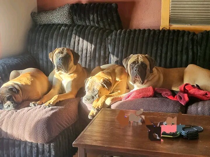 Female mastiff puppies image 1