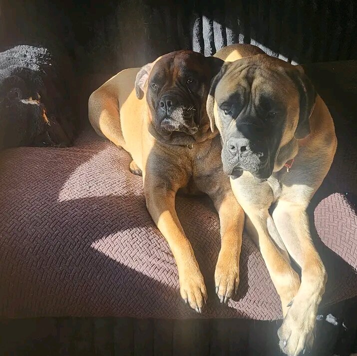 Female mastiff puppies image 2