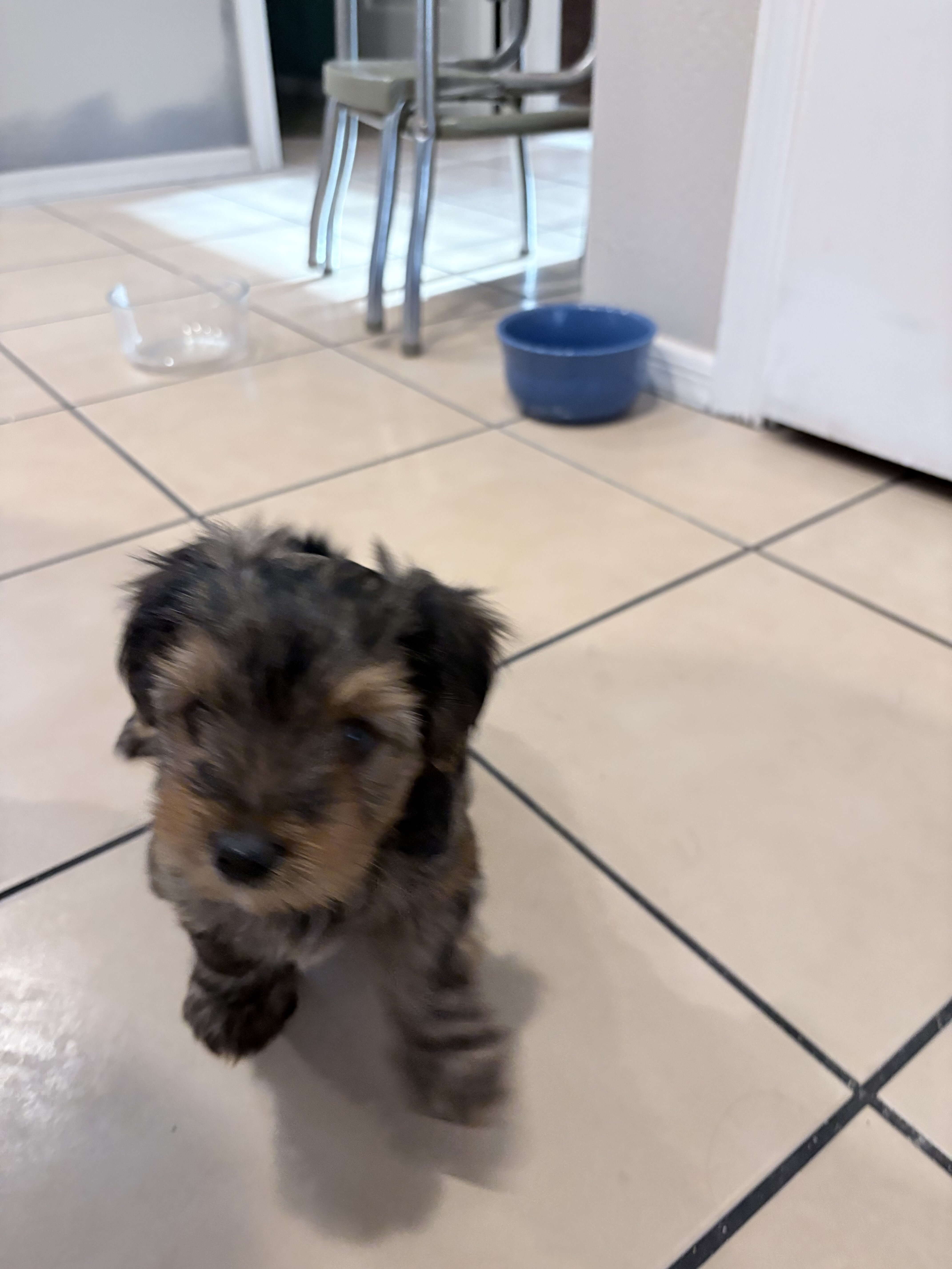 Yorkie puppies image 4