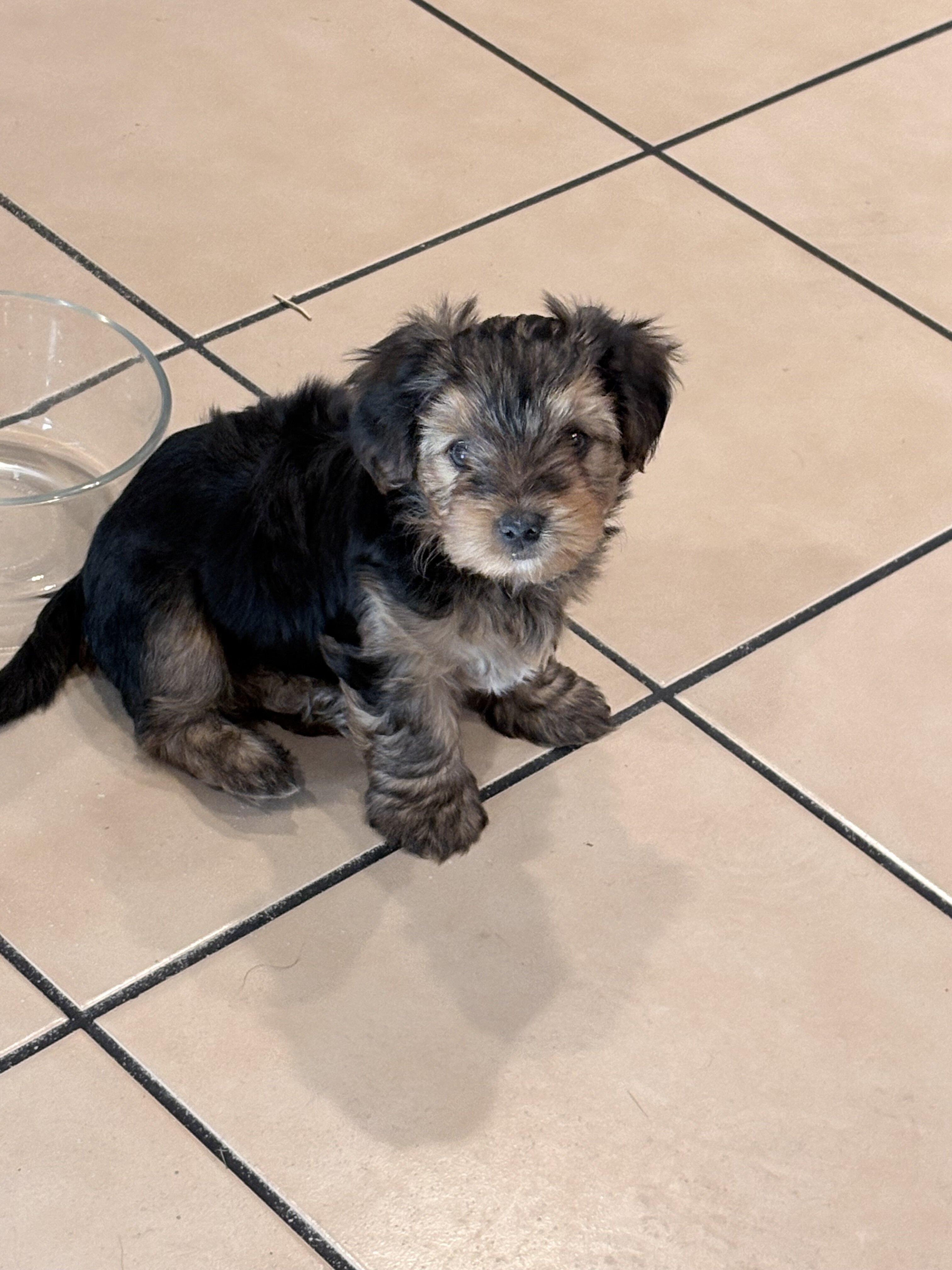 Yorkie puppies image 3