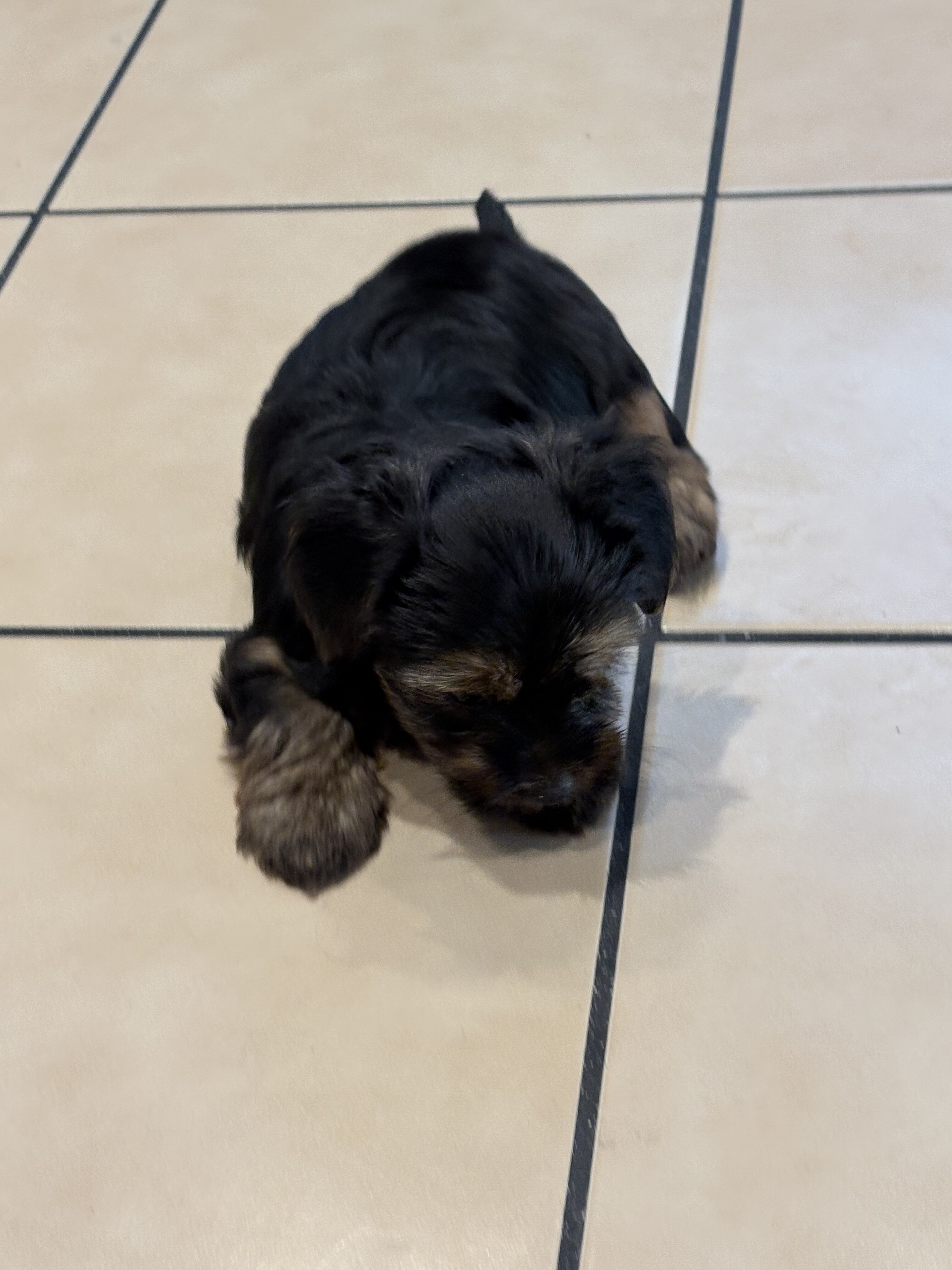 Yorkie puppies image 2