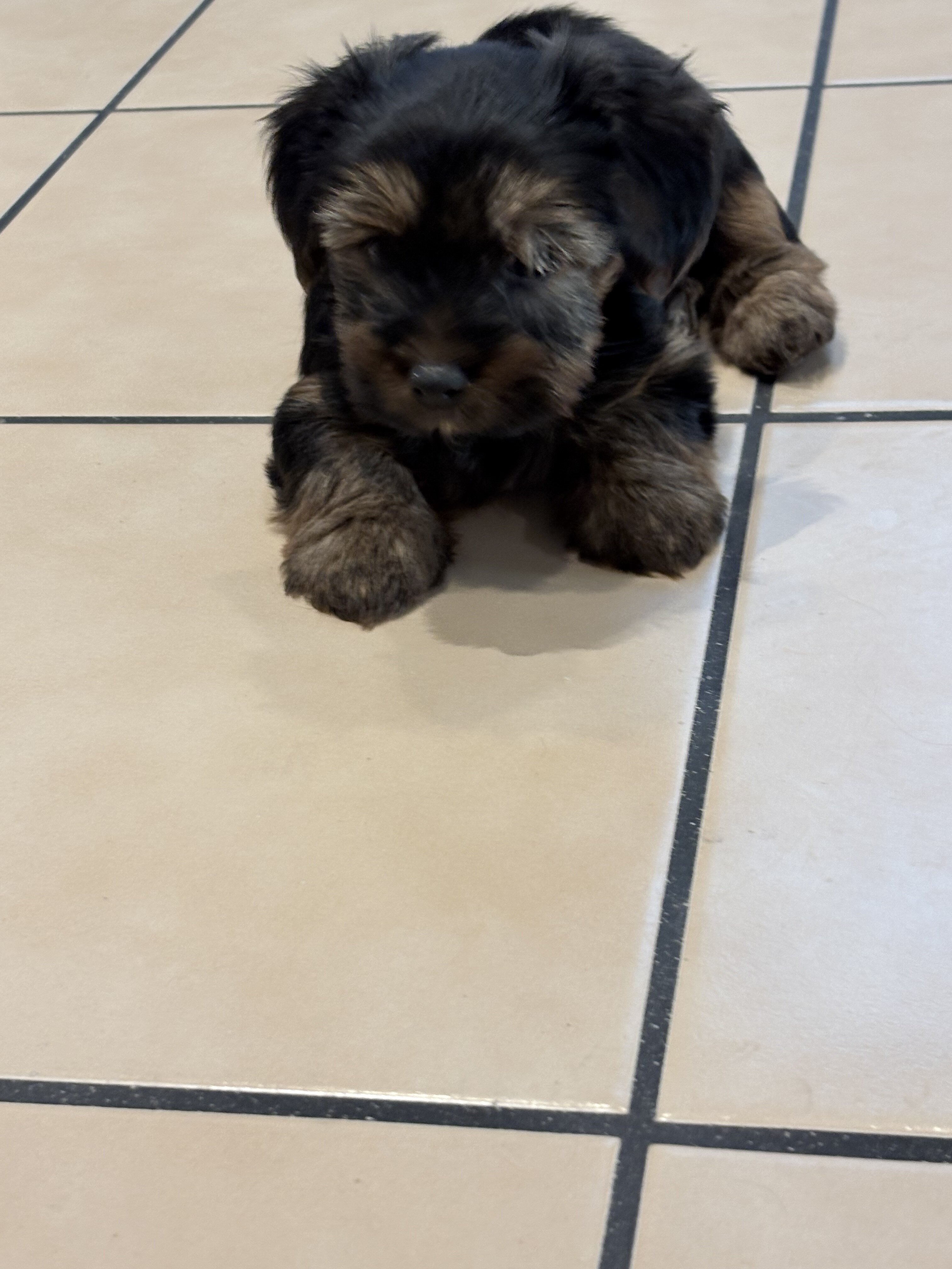 Yorkie puppies image 1