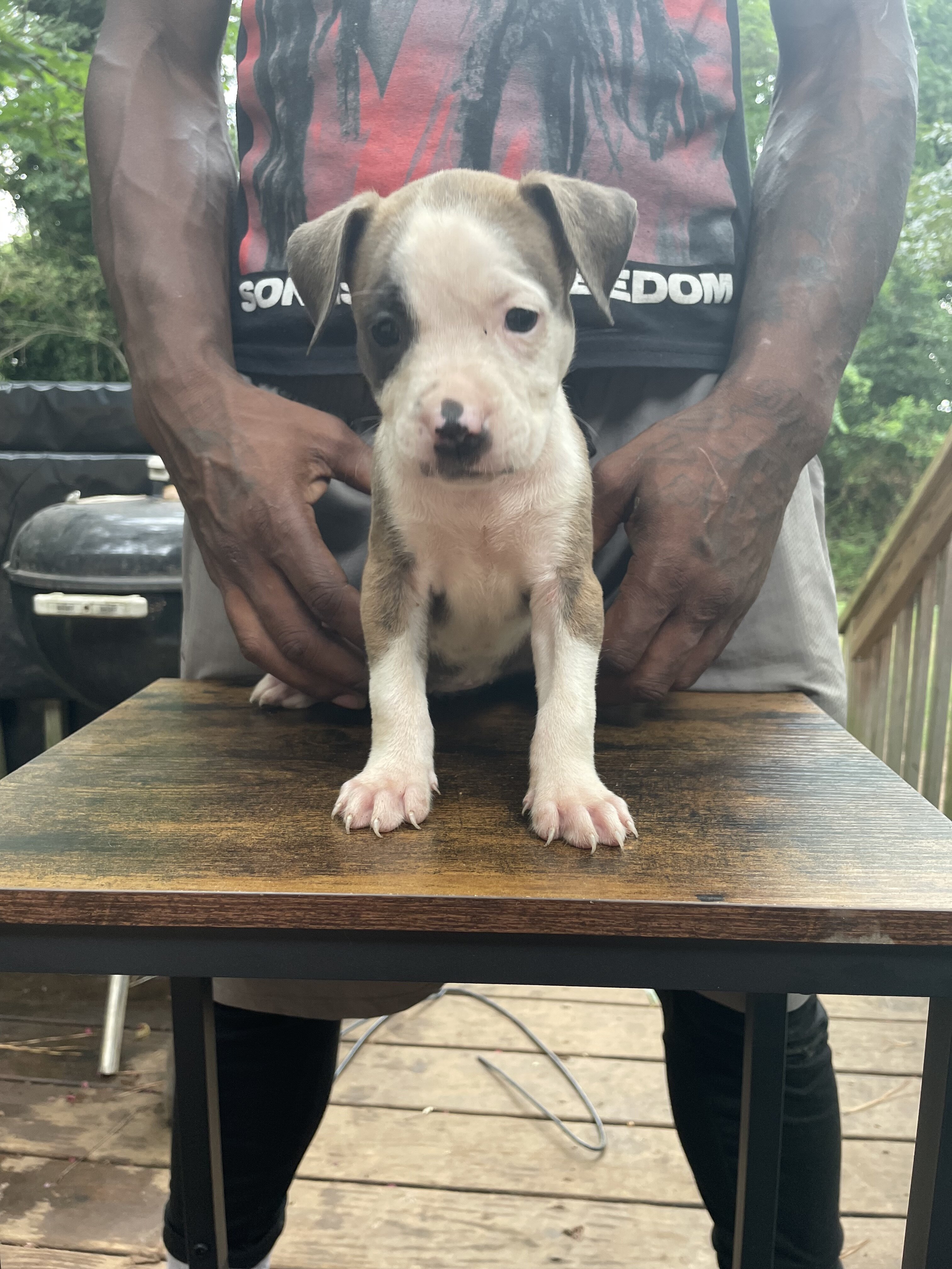 American Bully Puppies image 4