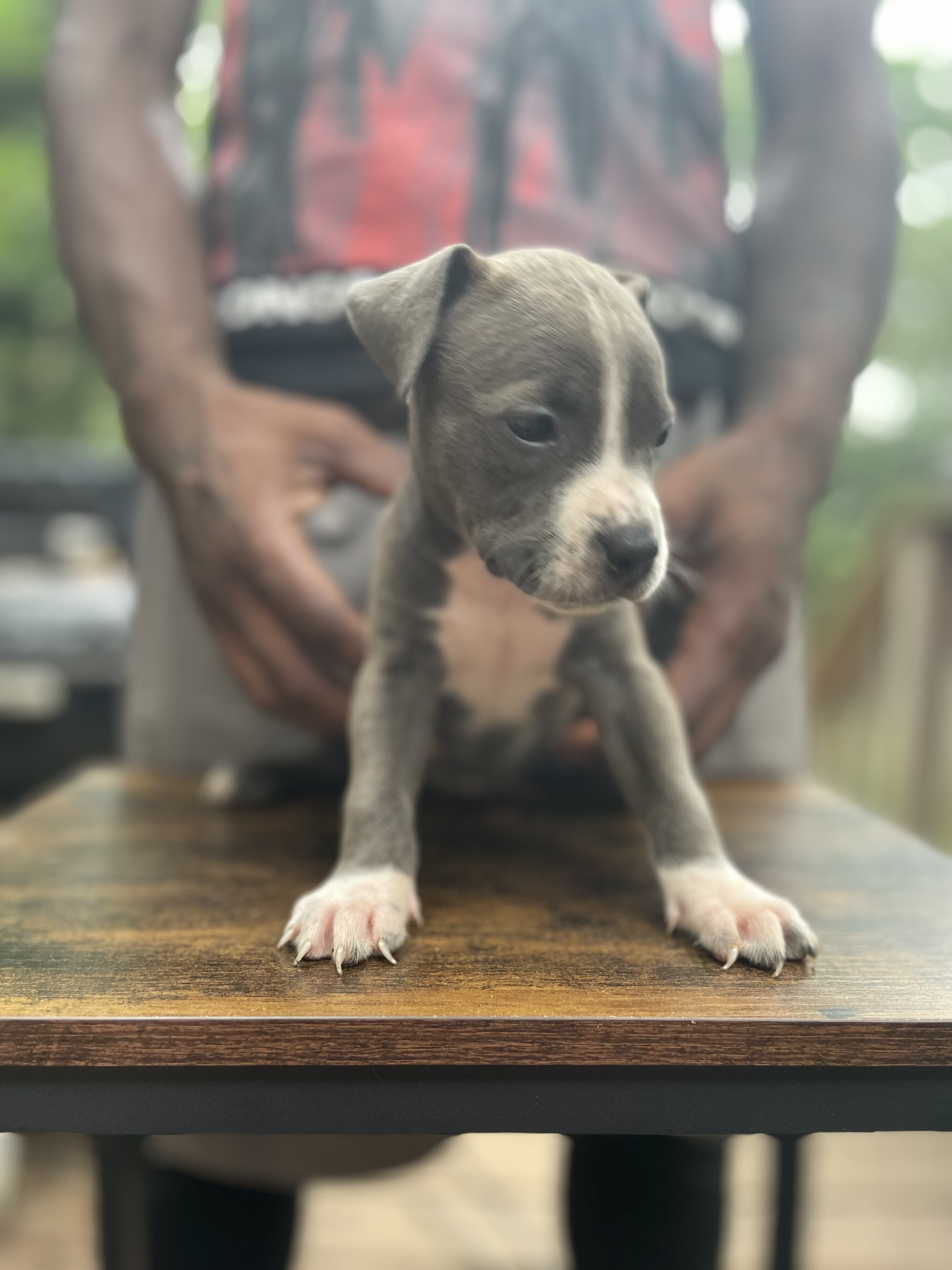 American Bully Puppies image 6
