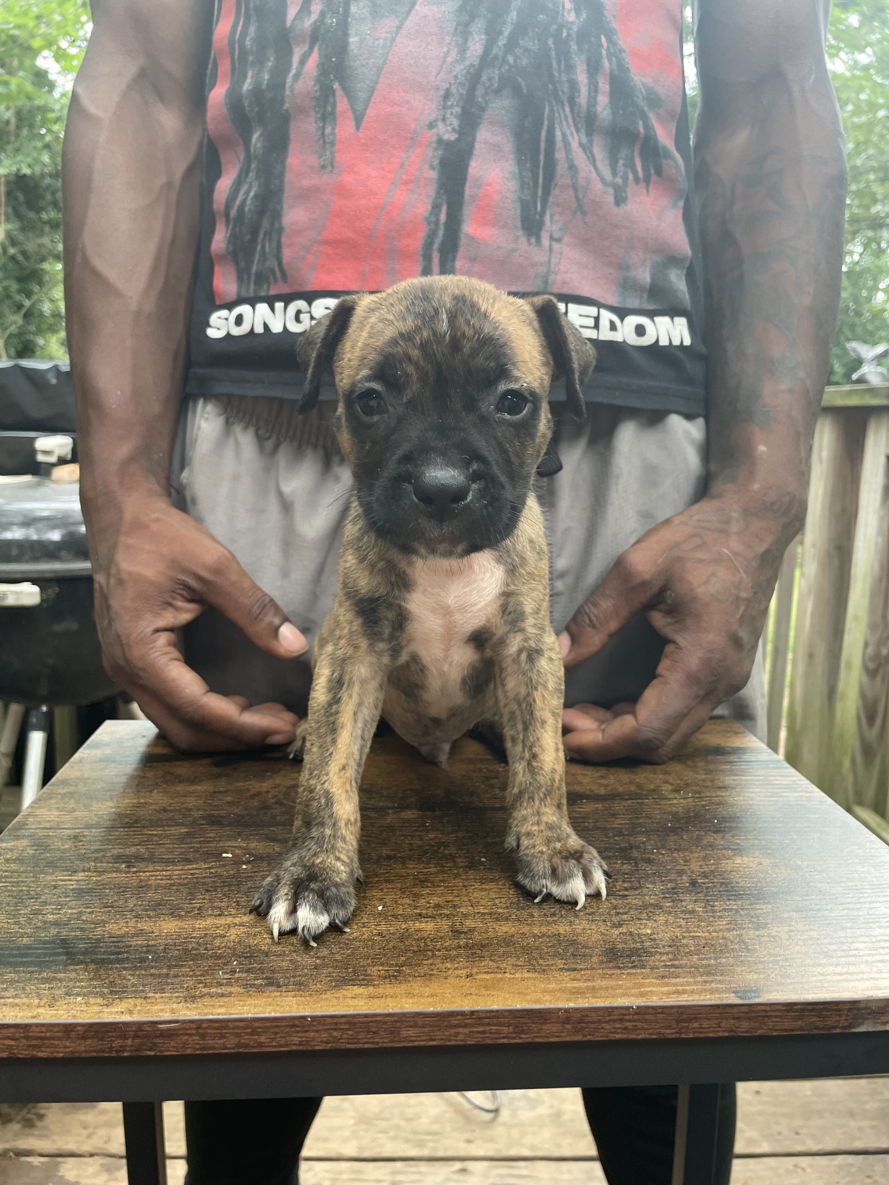 American Bully Puppies image 3