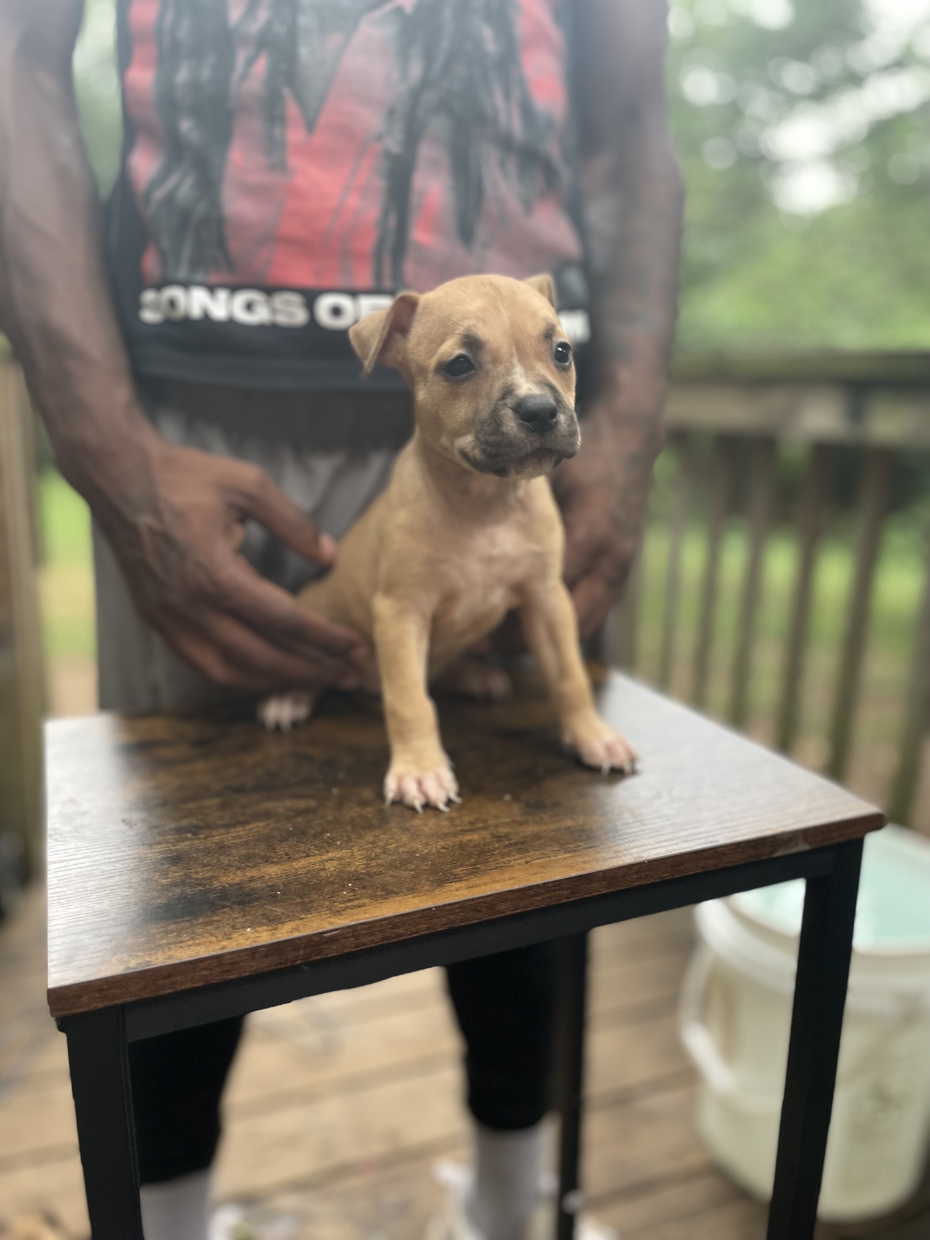 American Bully Puppies image 5