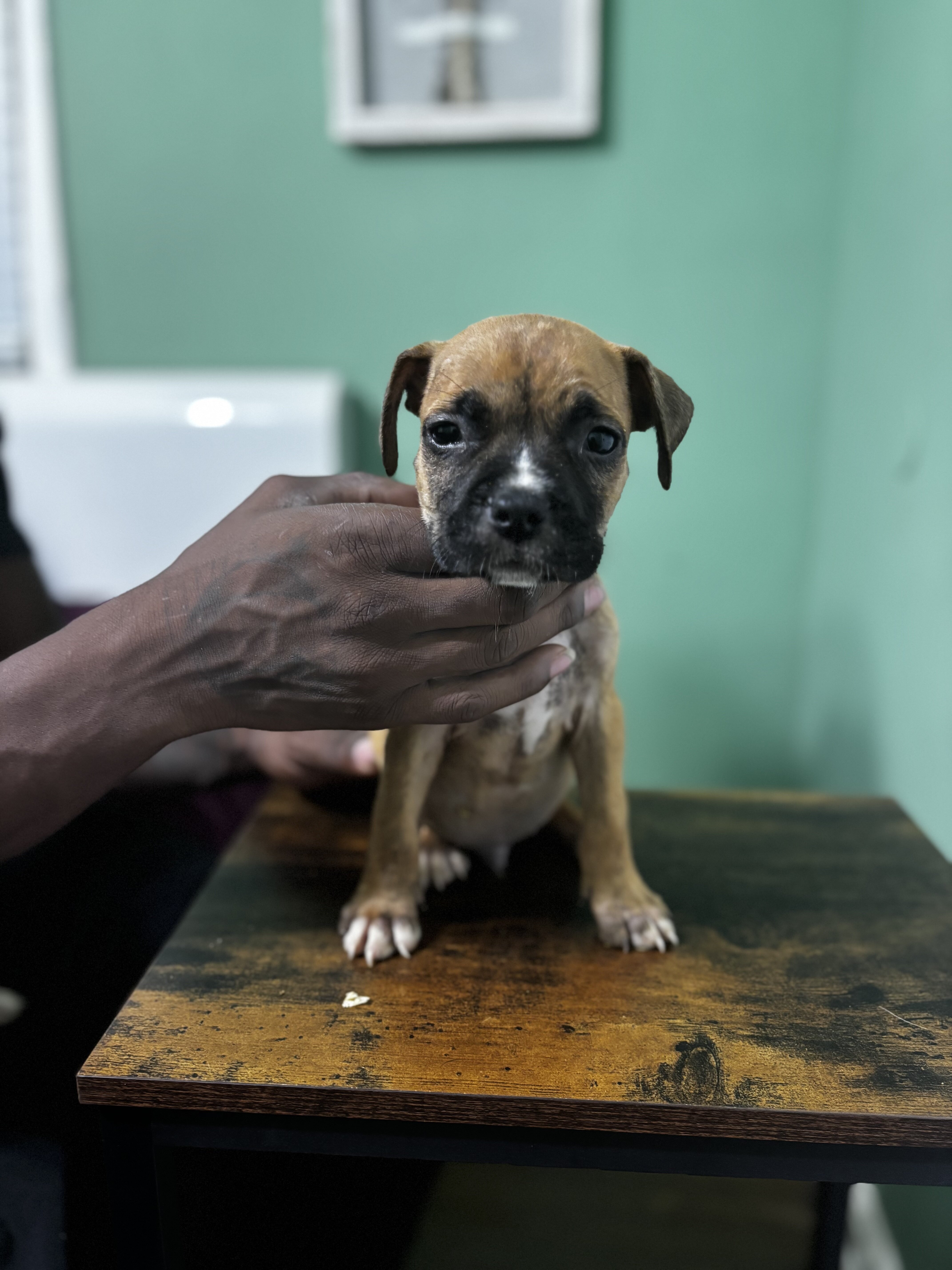 American Bully Puppies image 2