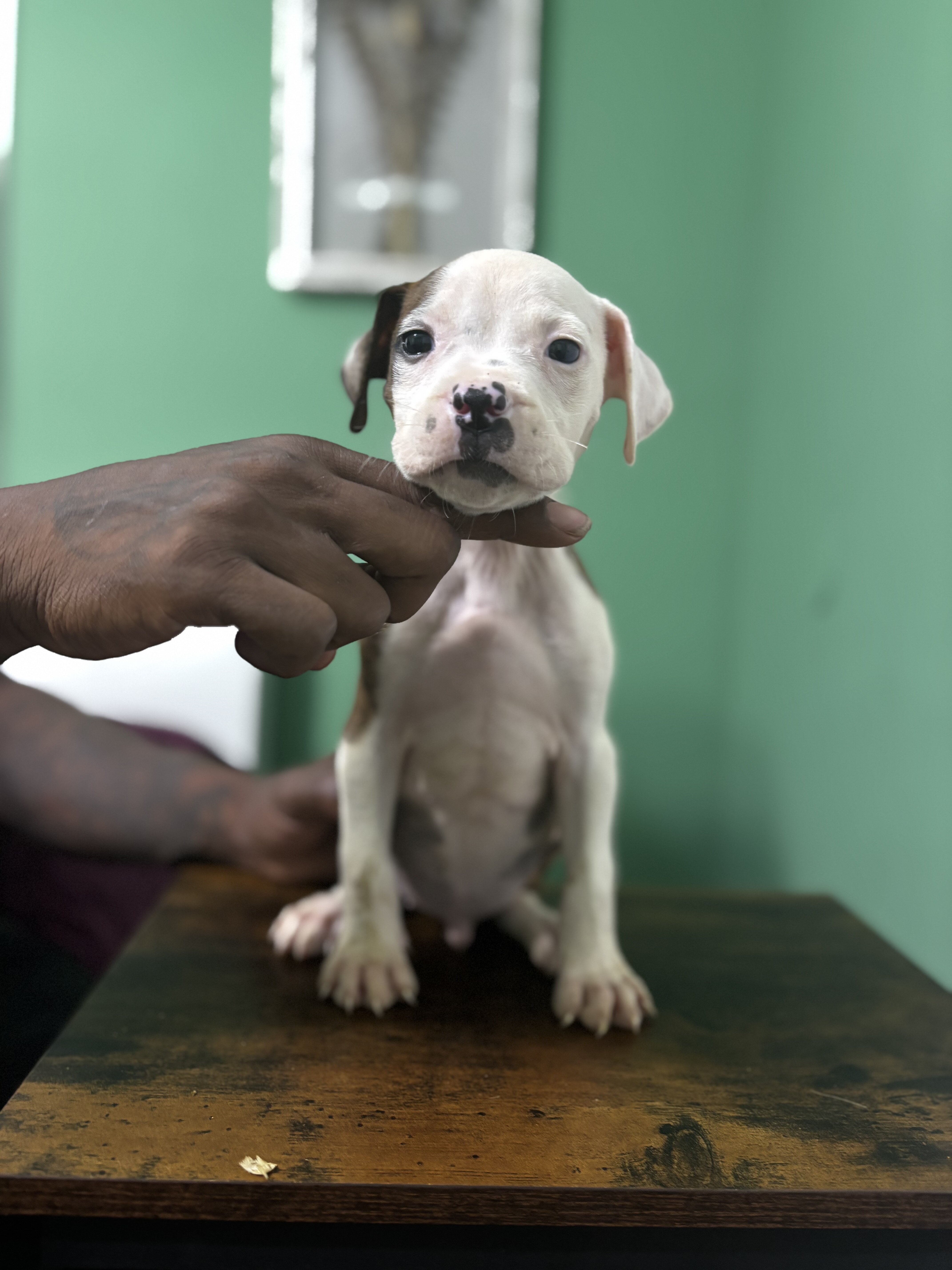 American Bully Puppies image 1