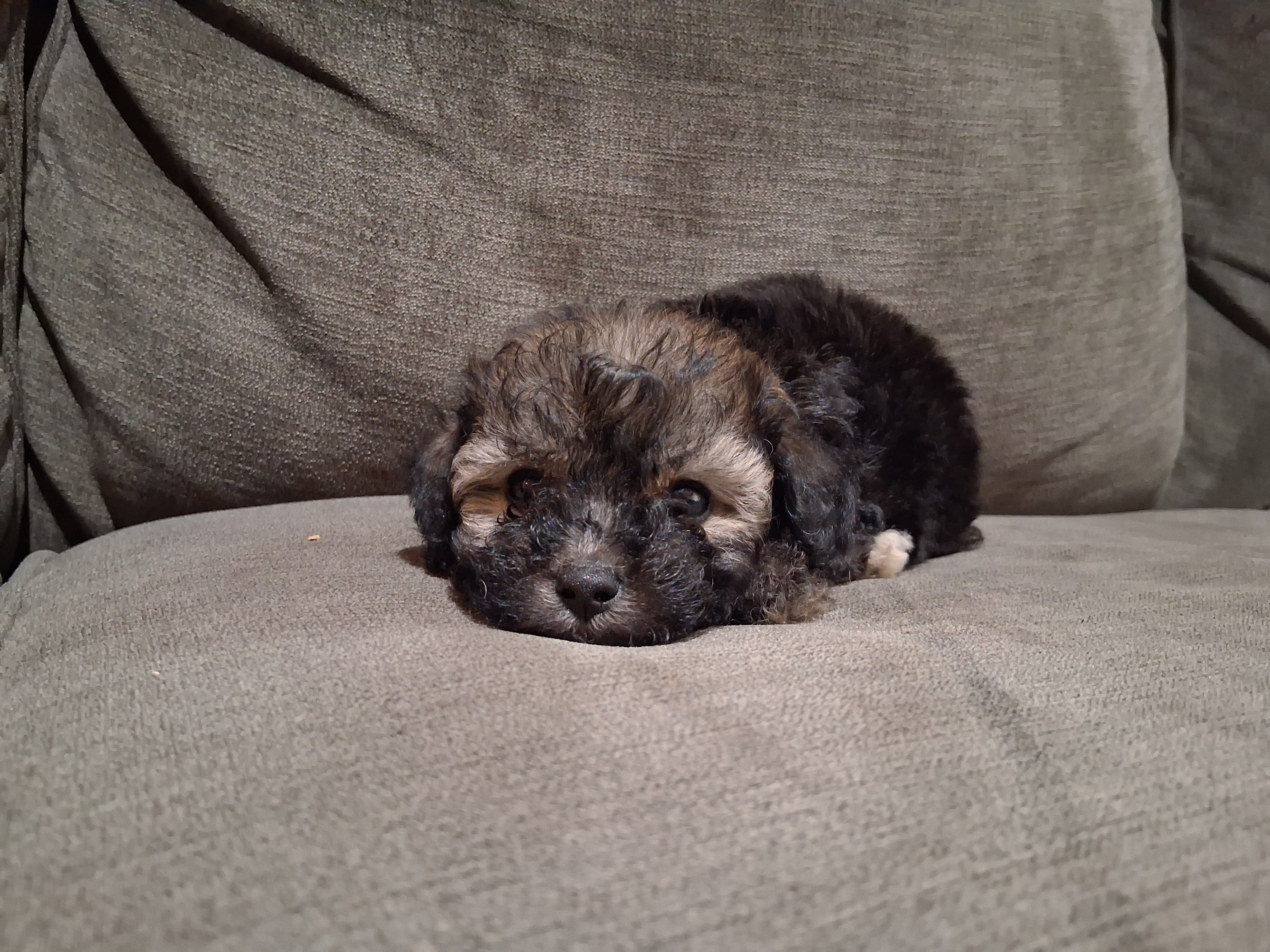 Mini Golden Doodle image 1