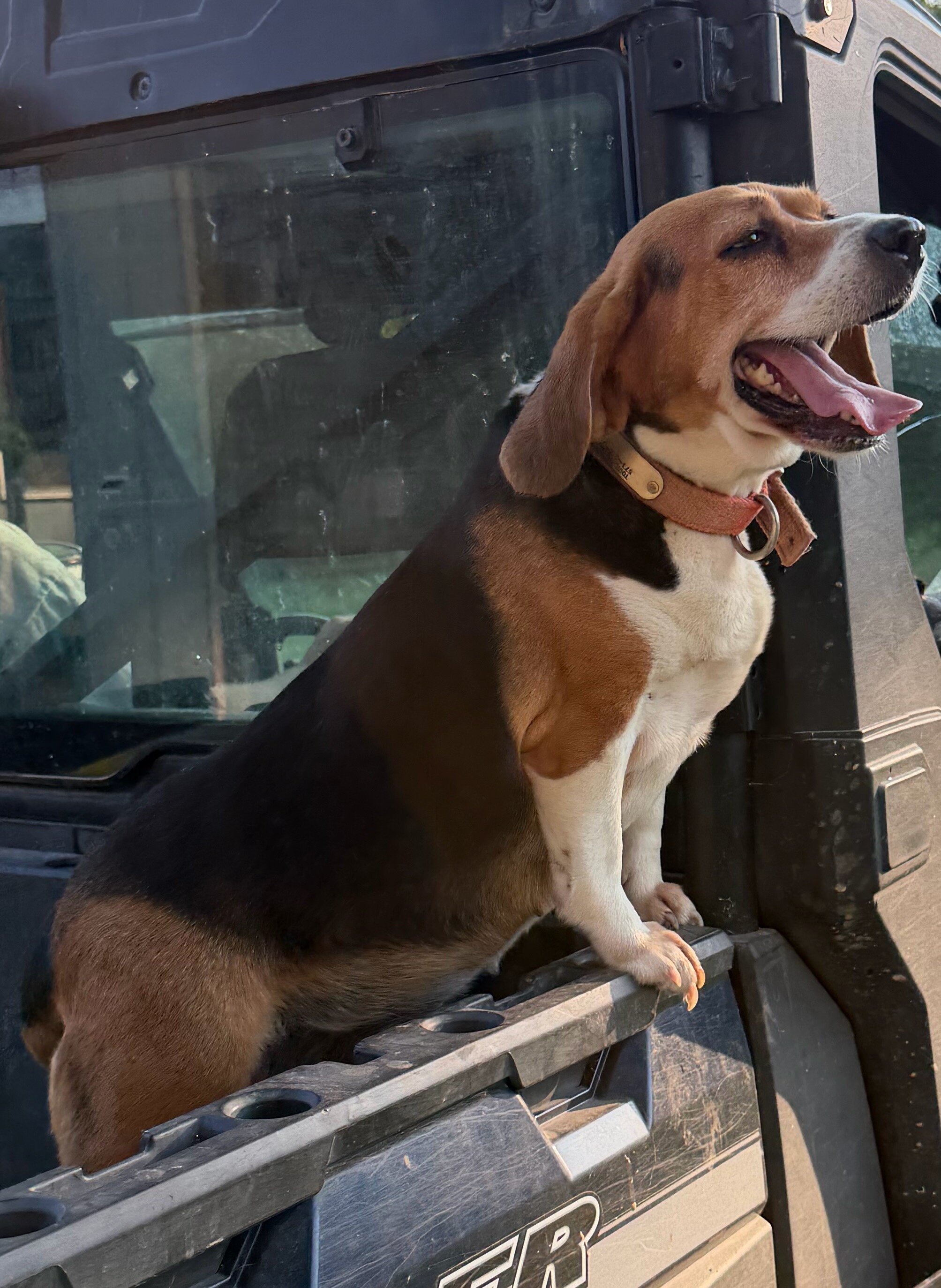 Female Beagles image 2