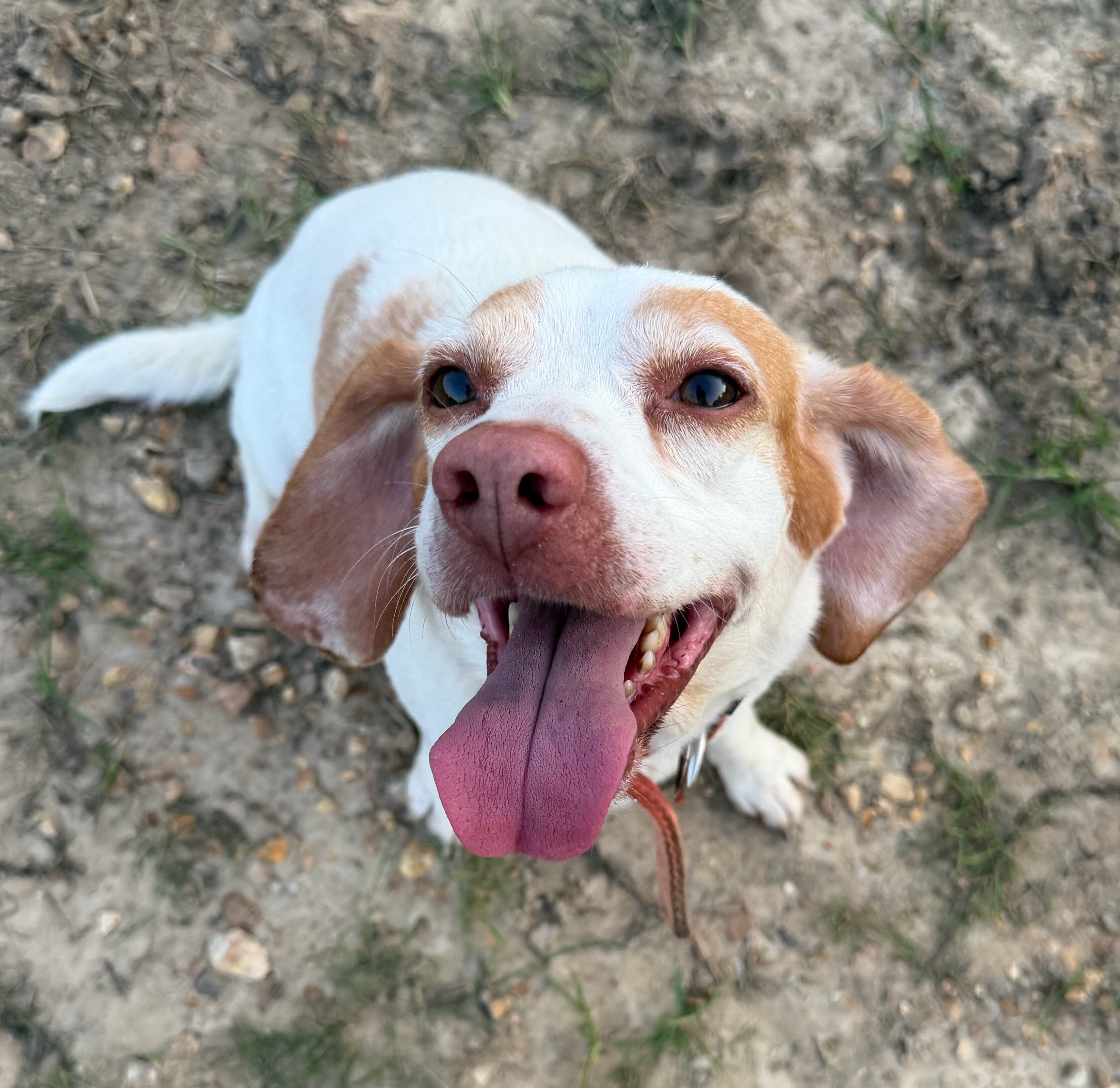 Female Beagles image 1