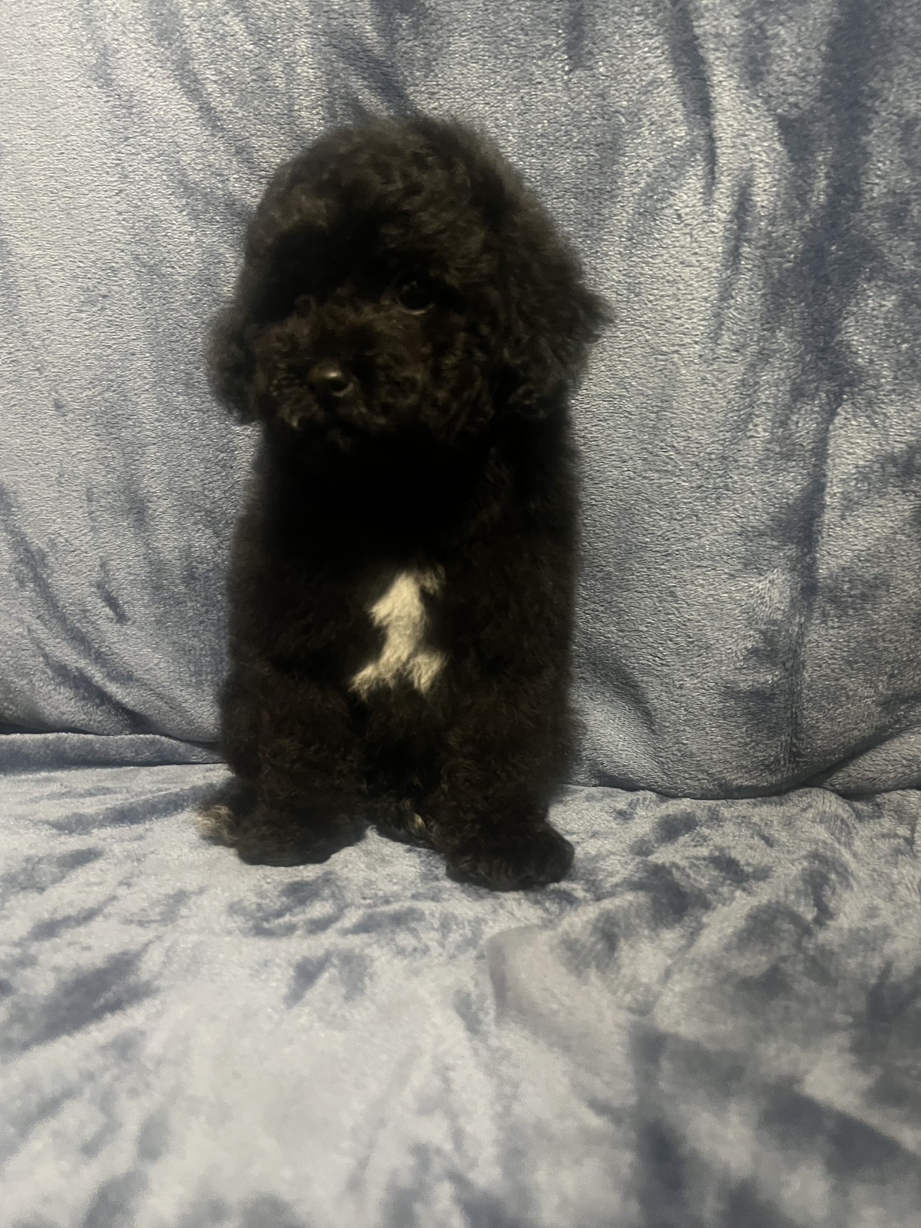 Toy poodle image 7