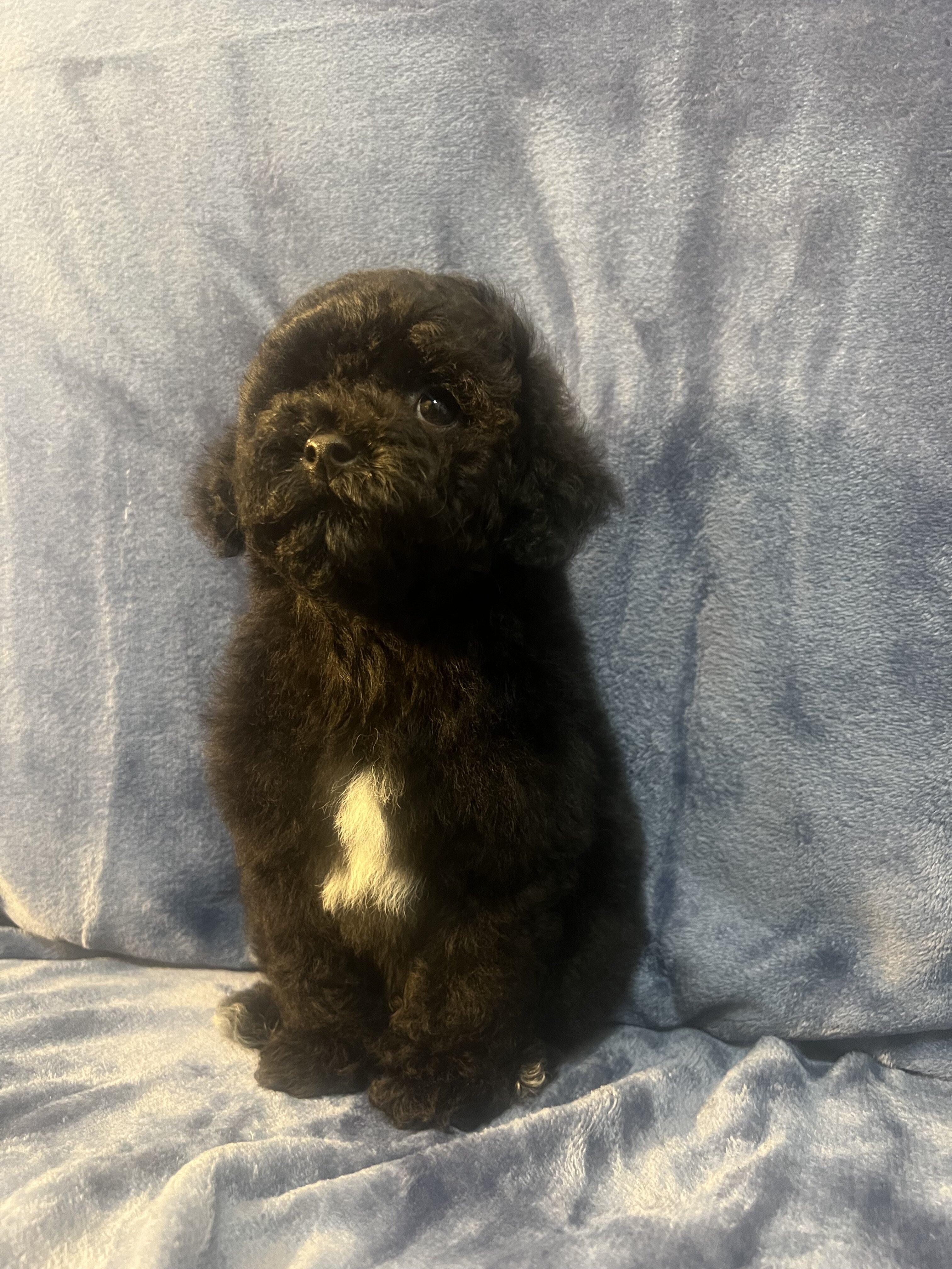 Toy poodle image 2