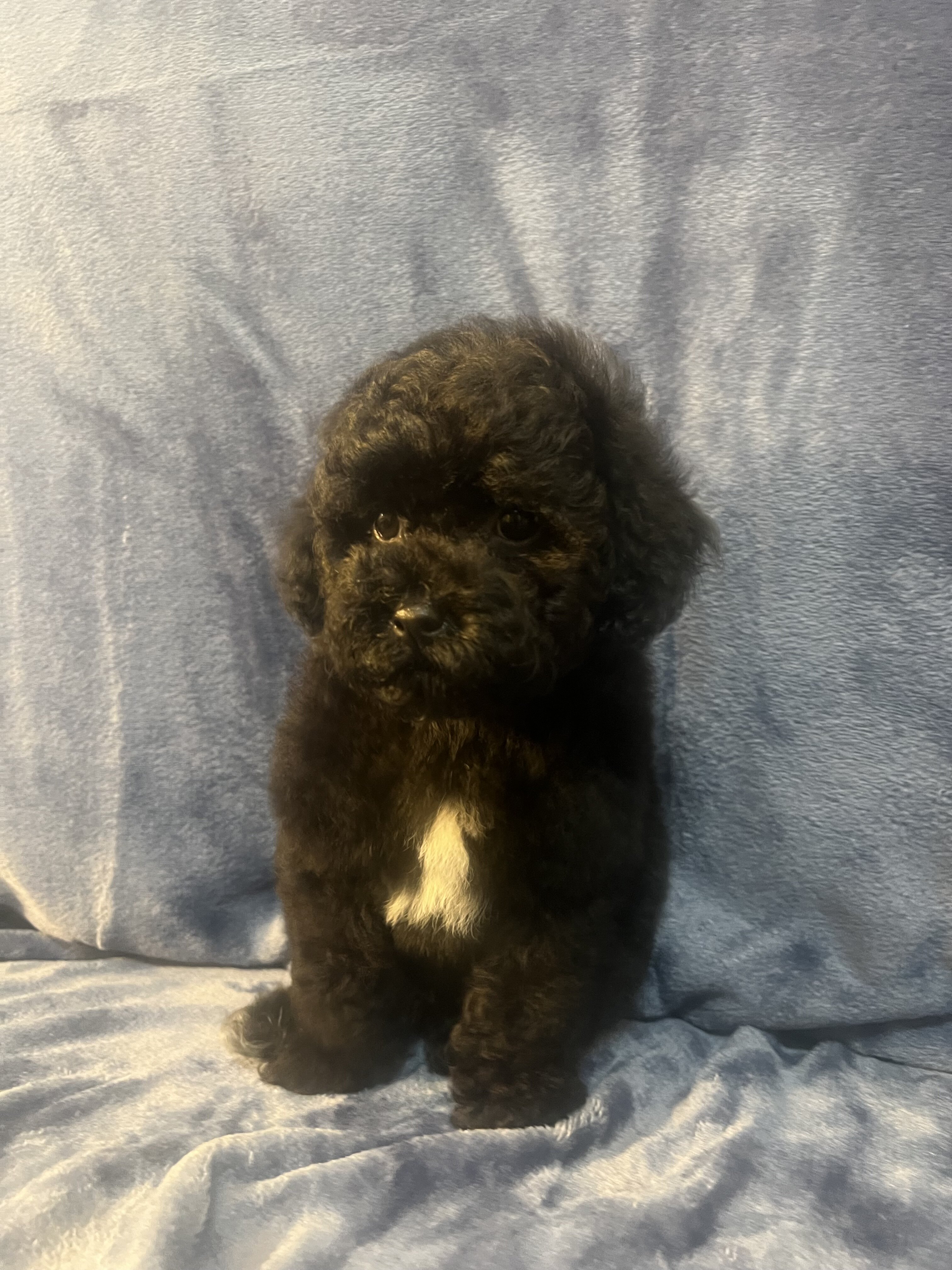 Toy poodle image 1
