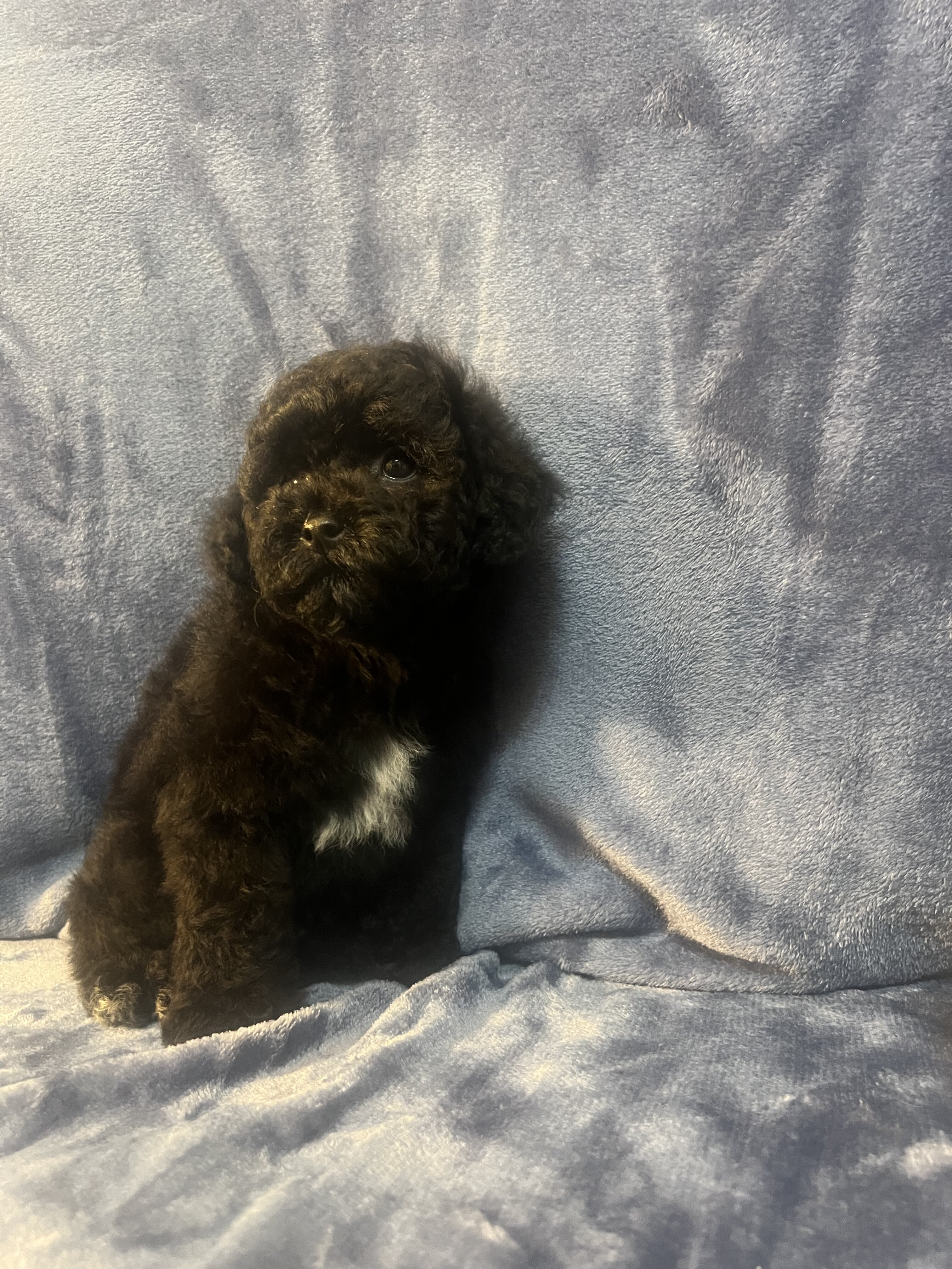 Toy poodle image 4