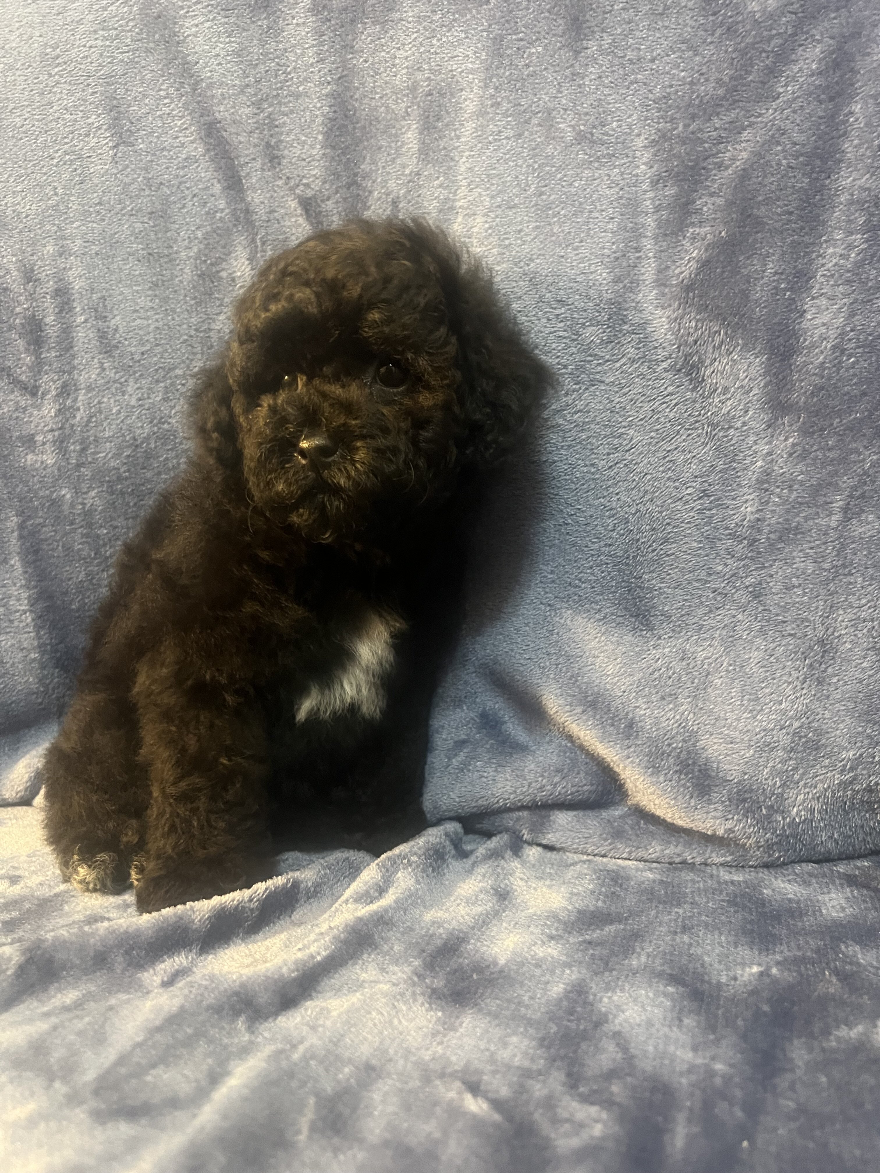 Toy poodle image 3
