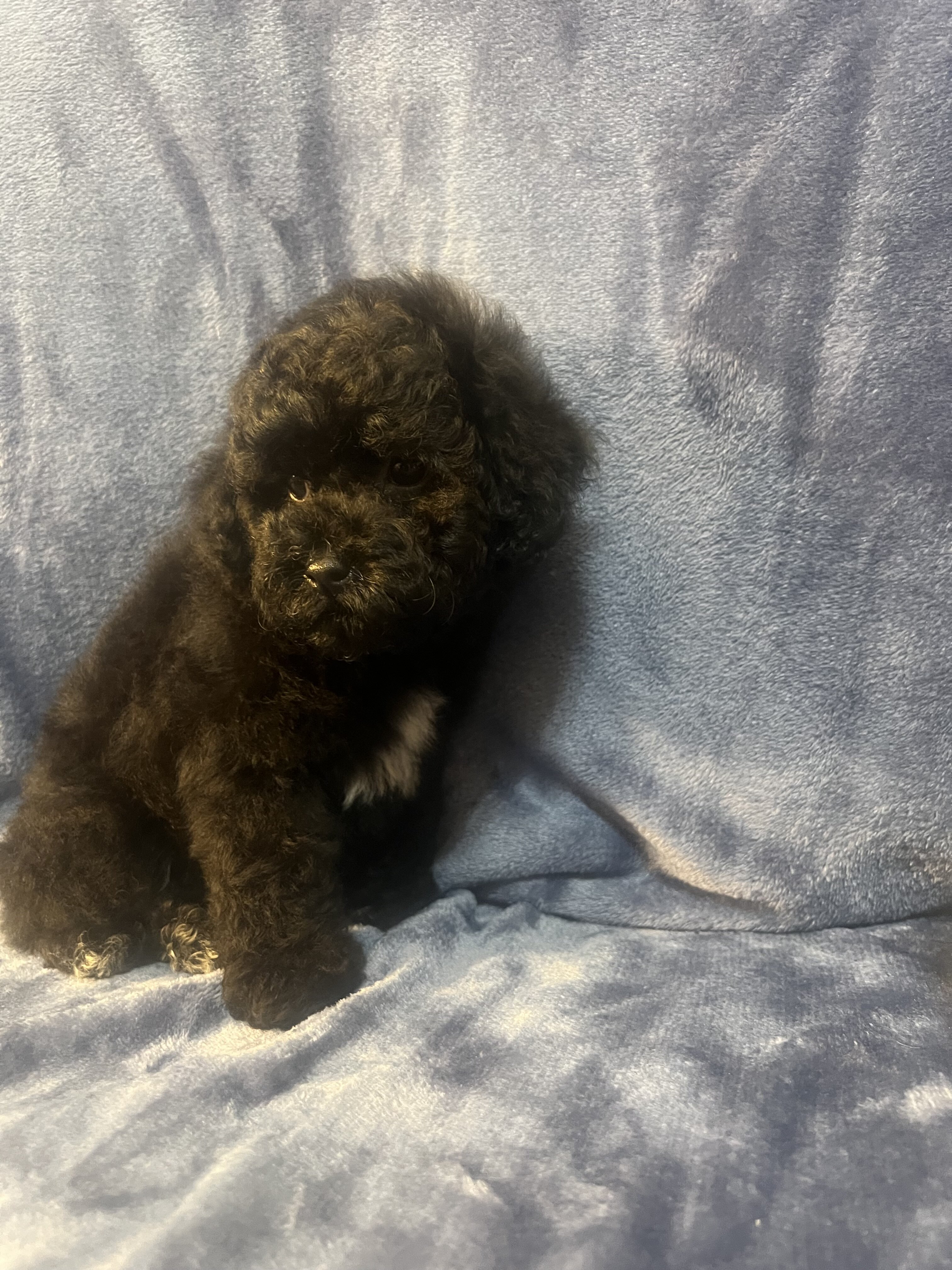 Toy poodle image 6