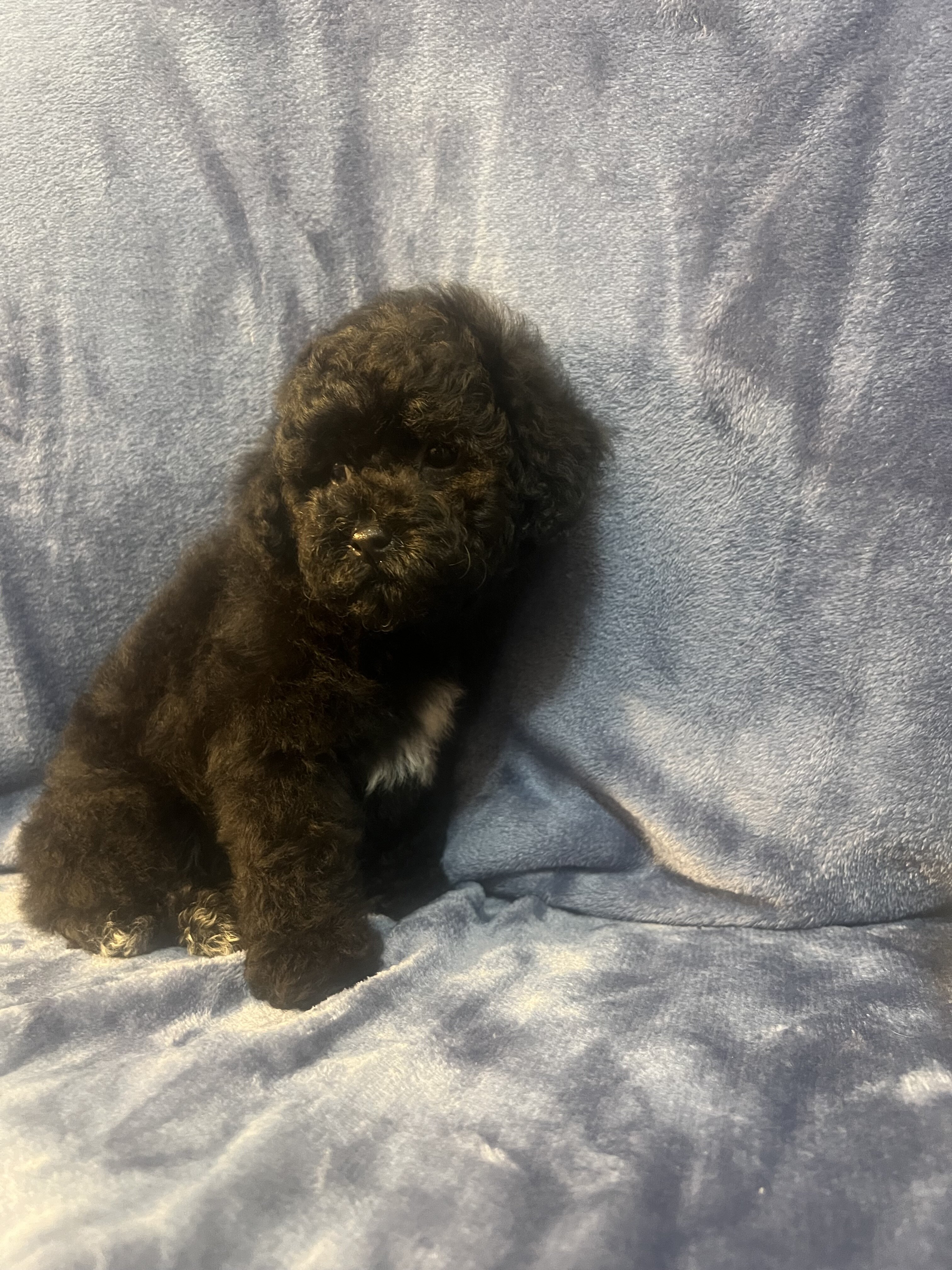 Toy poodle image 5