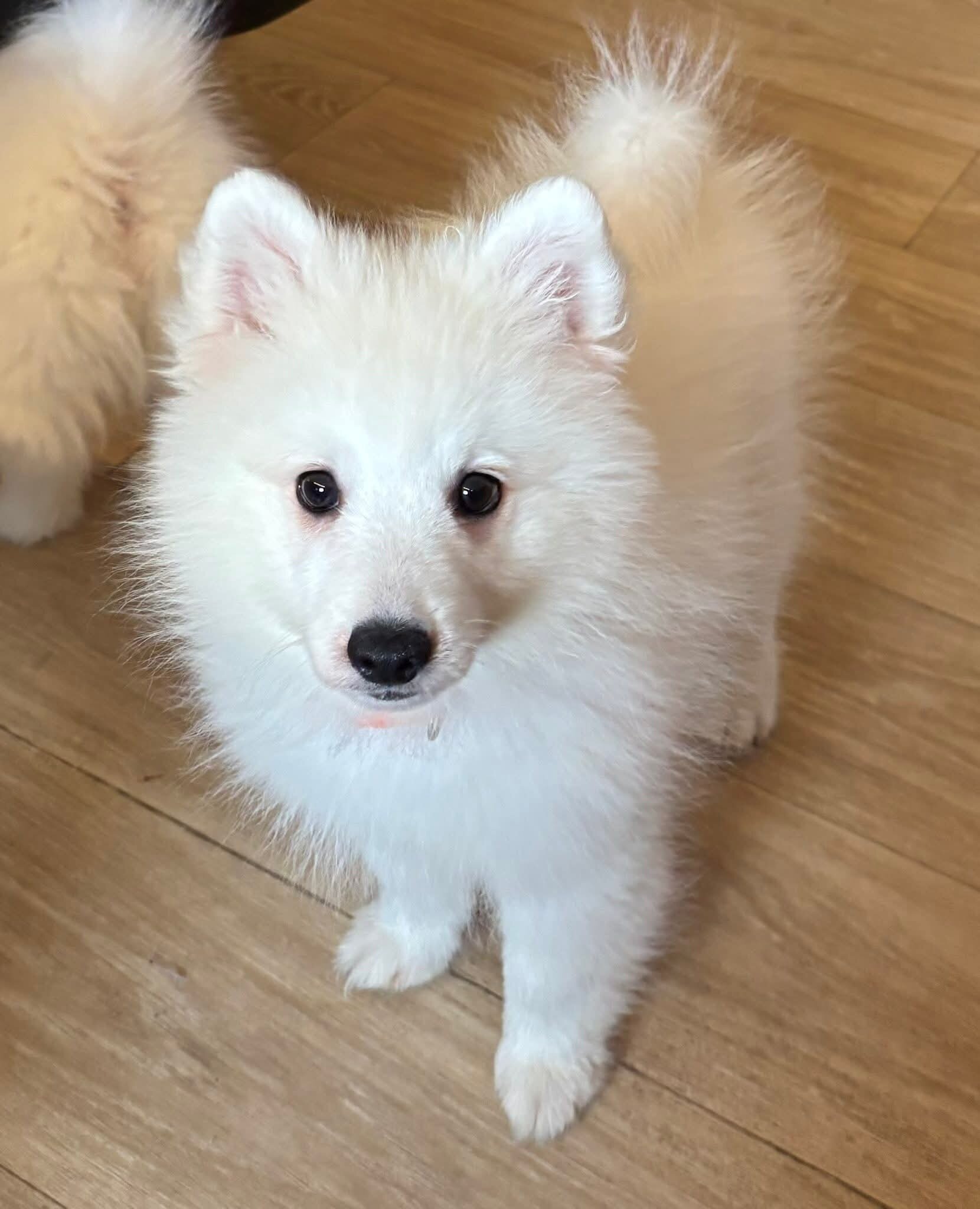 Japanese Spitz image 3