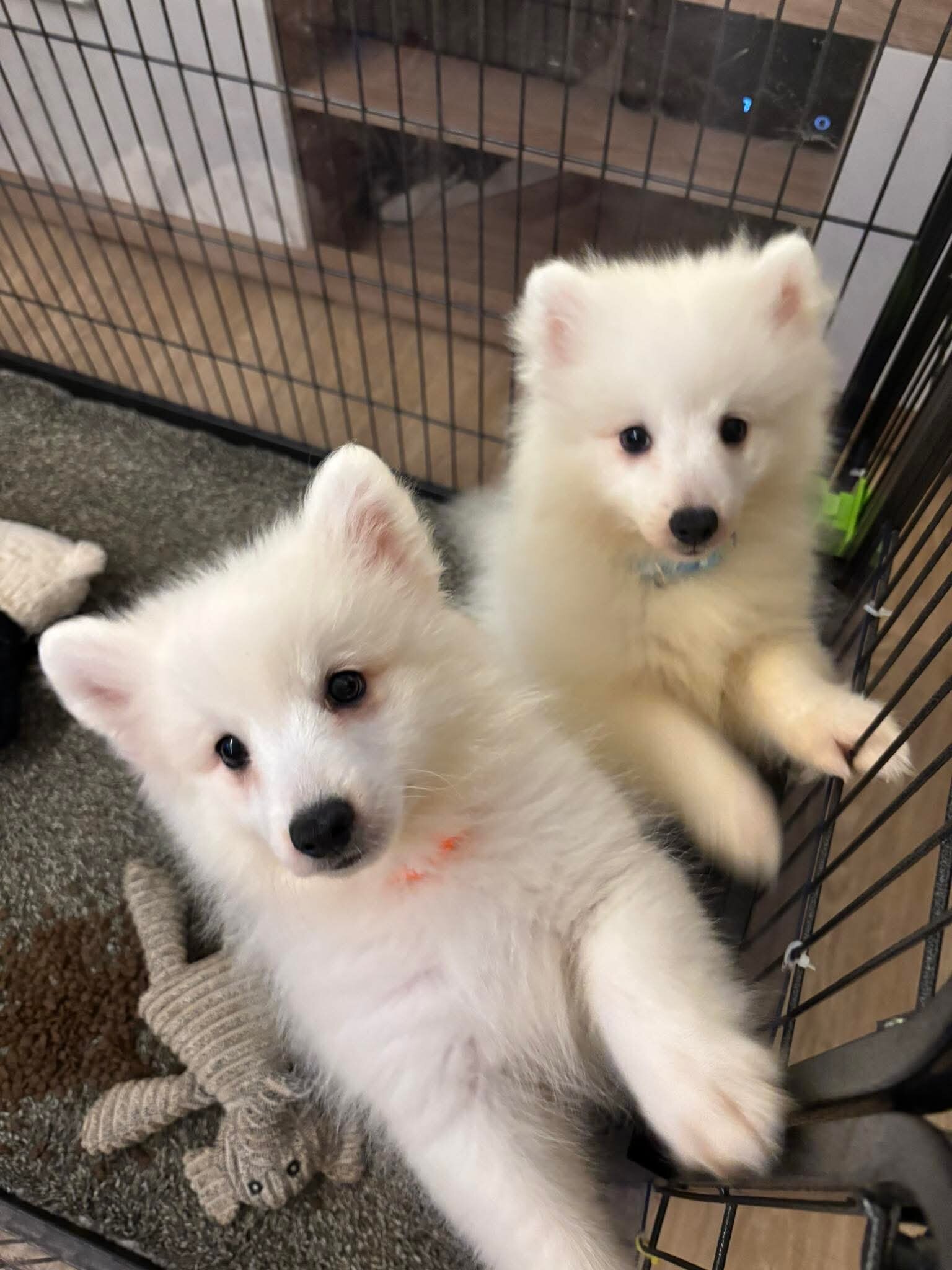 Japanese Spitz image 1