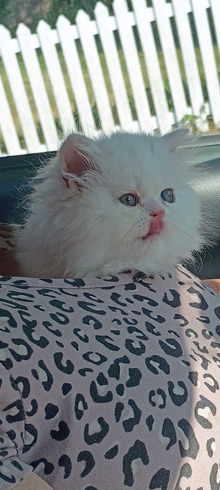Kittens image 3