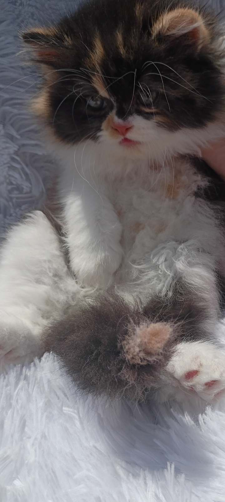 Kittens image 4