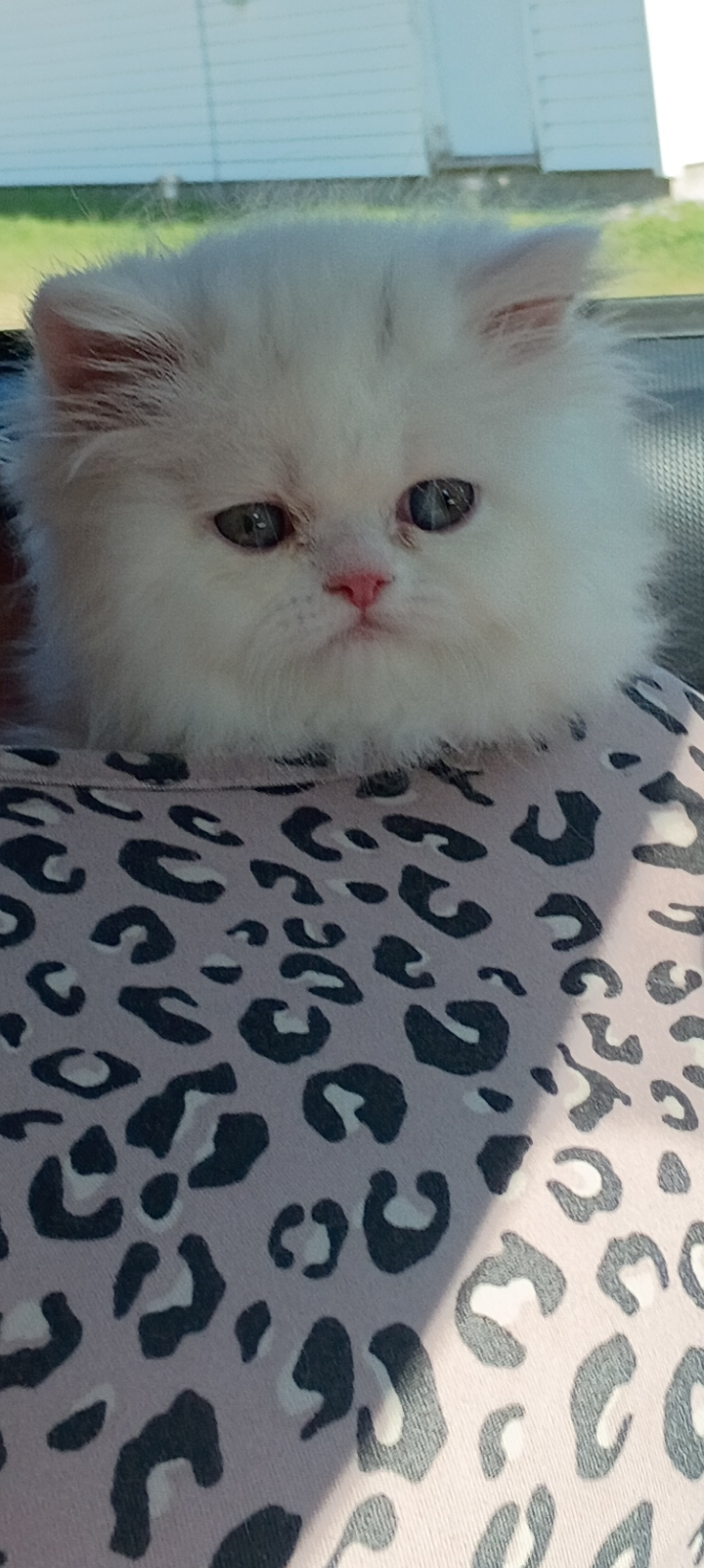 Kittens image 5