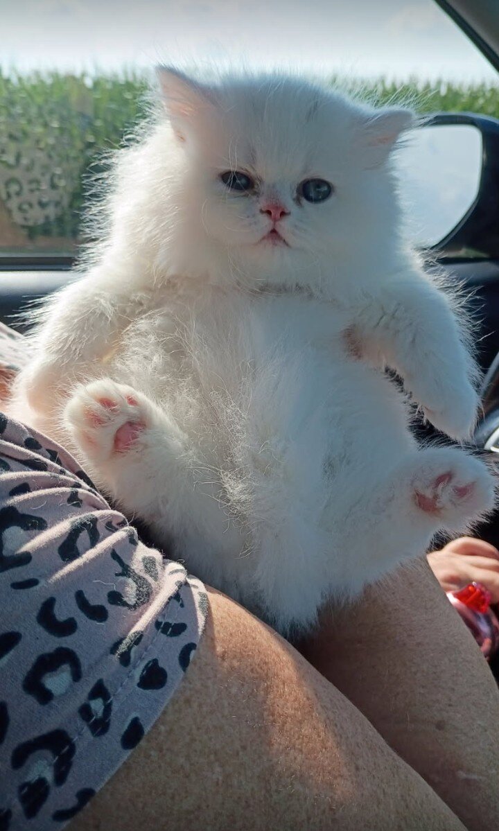 Kittens image 1