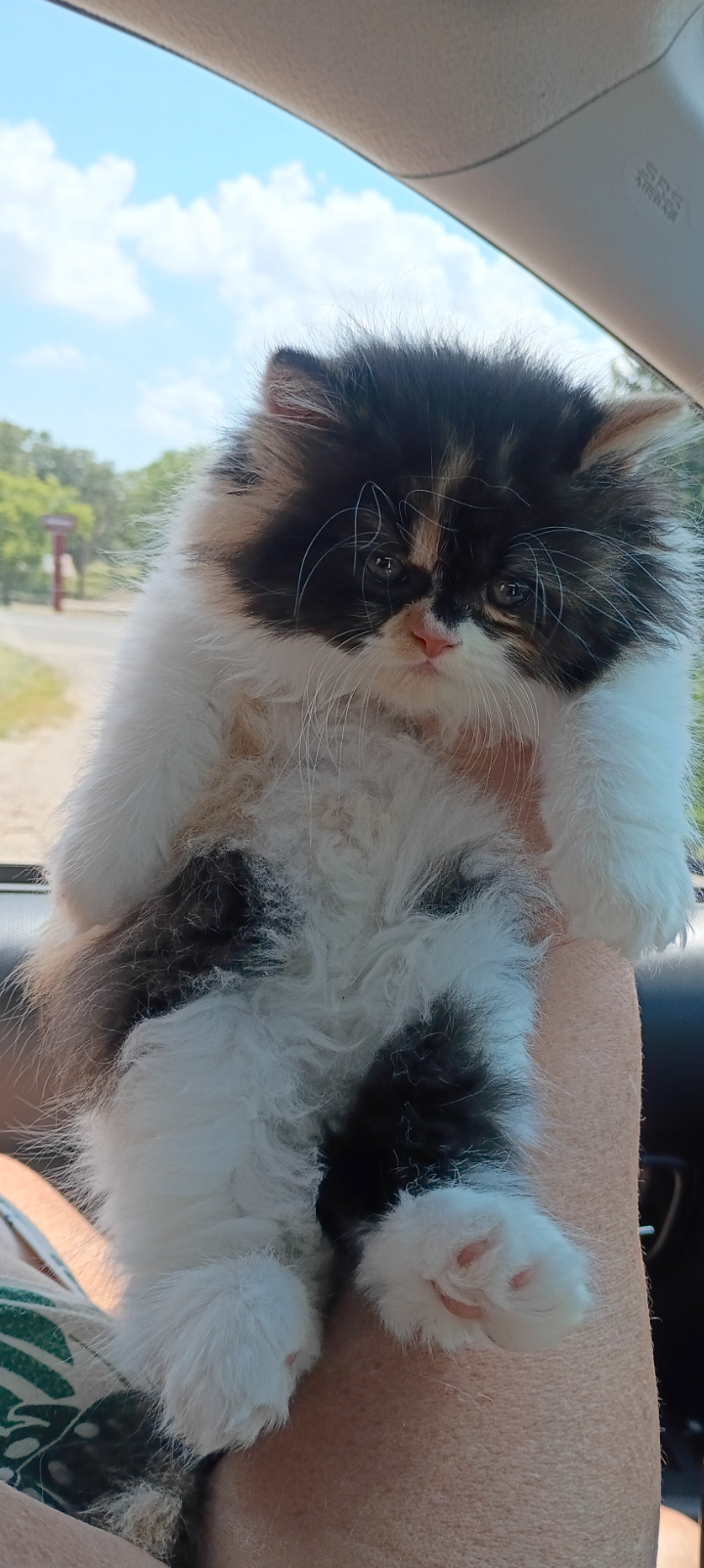 Kittens image 2