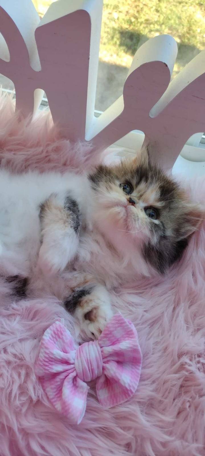 Persian kitten doll face image 1