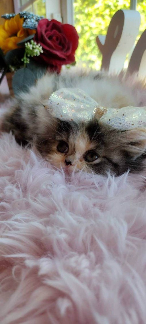 Persian kitten doll face image 2