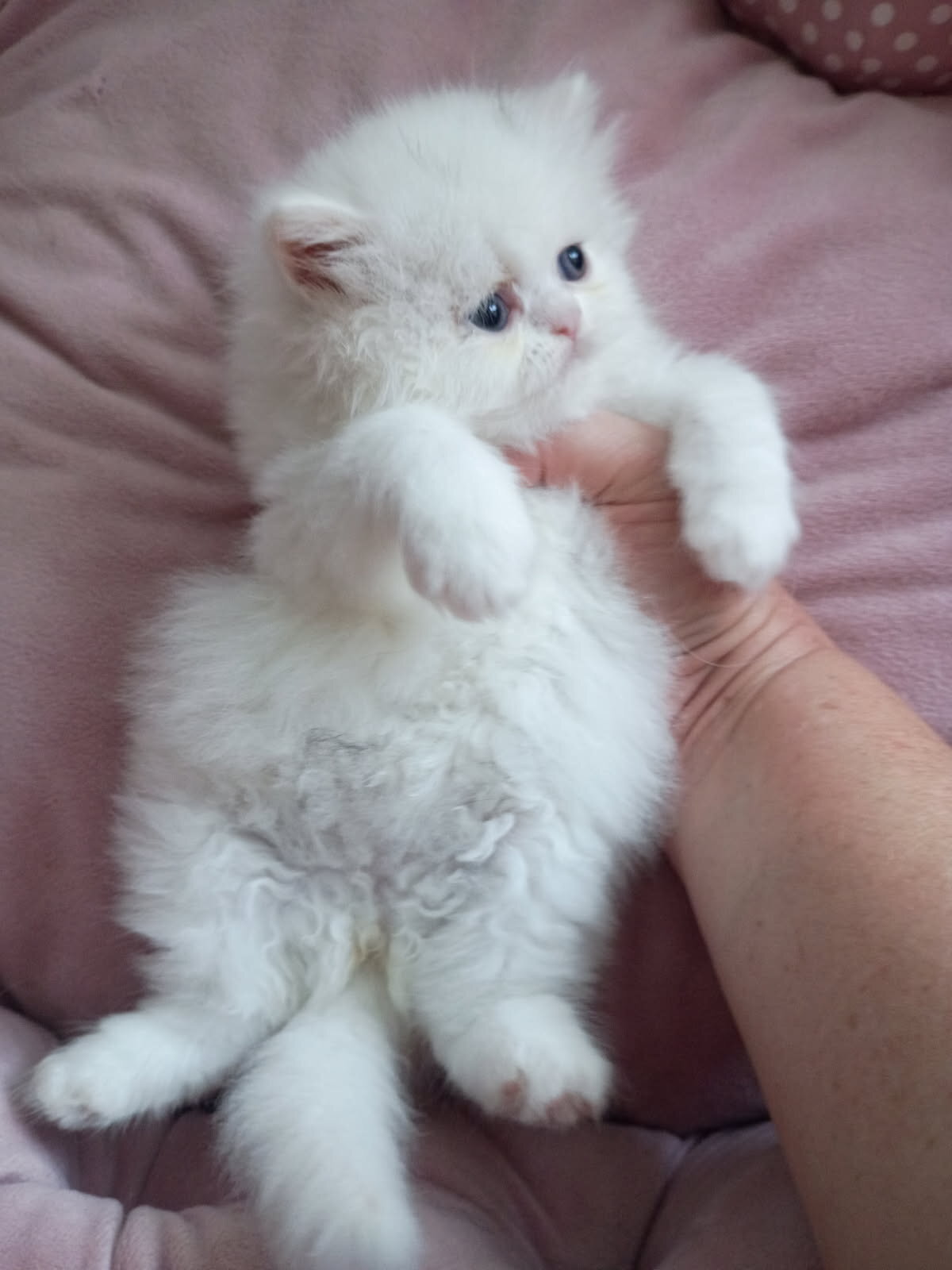 Persian kitten doll face image 3
