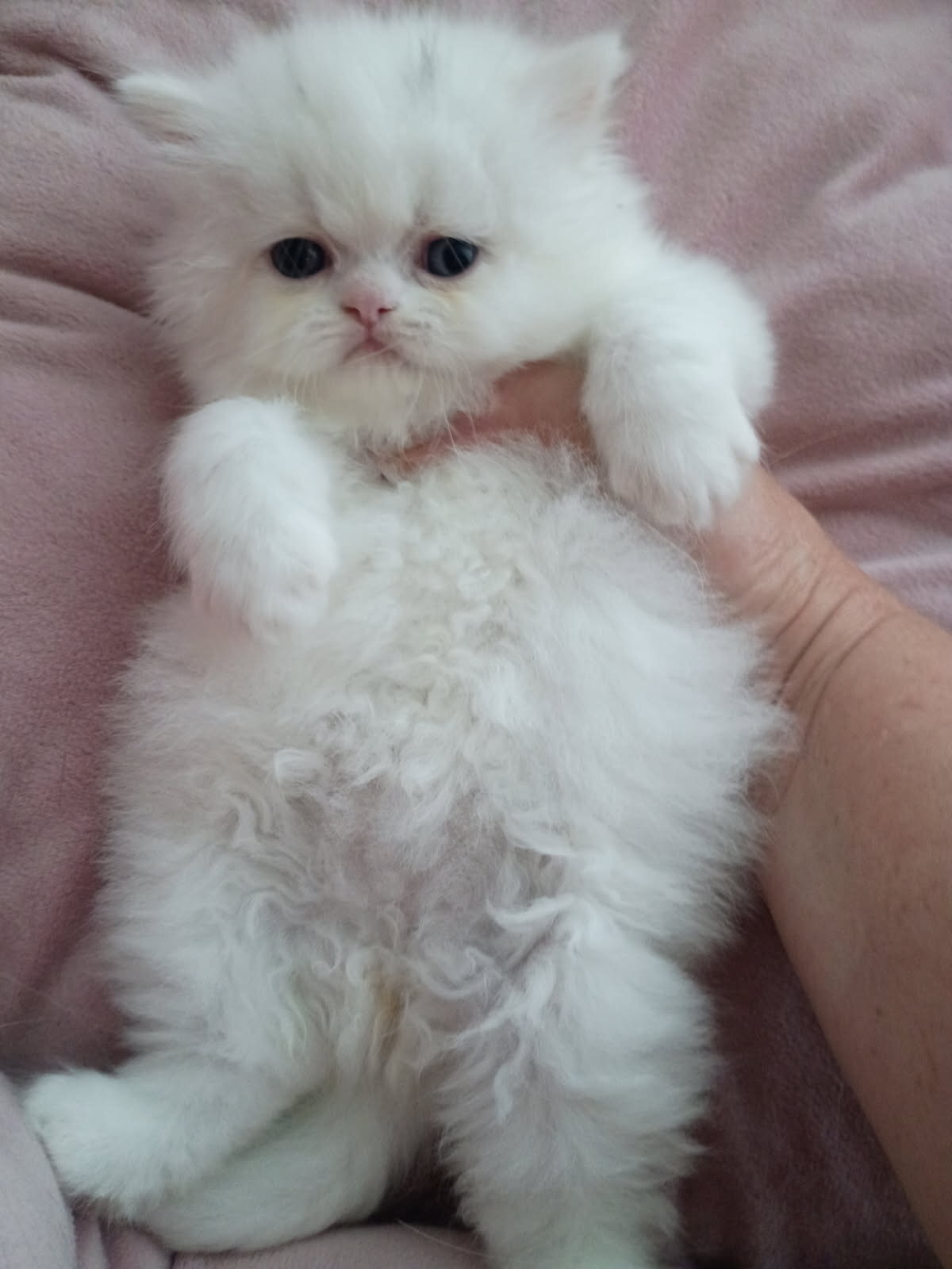 Persian kitten doll face image 4