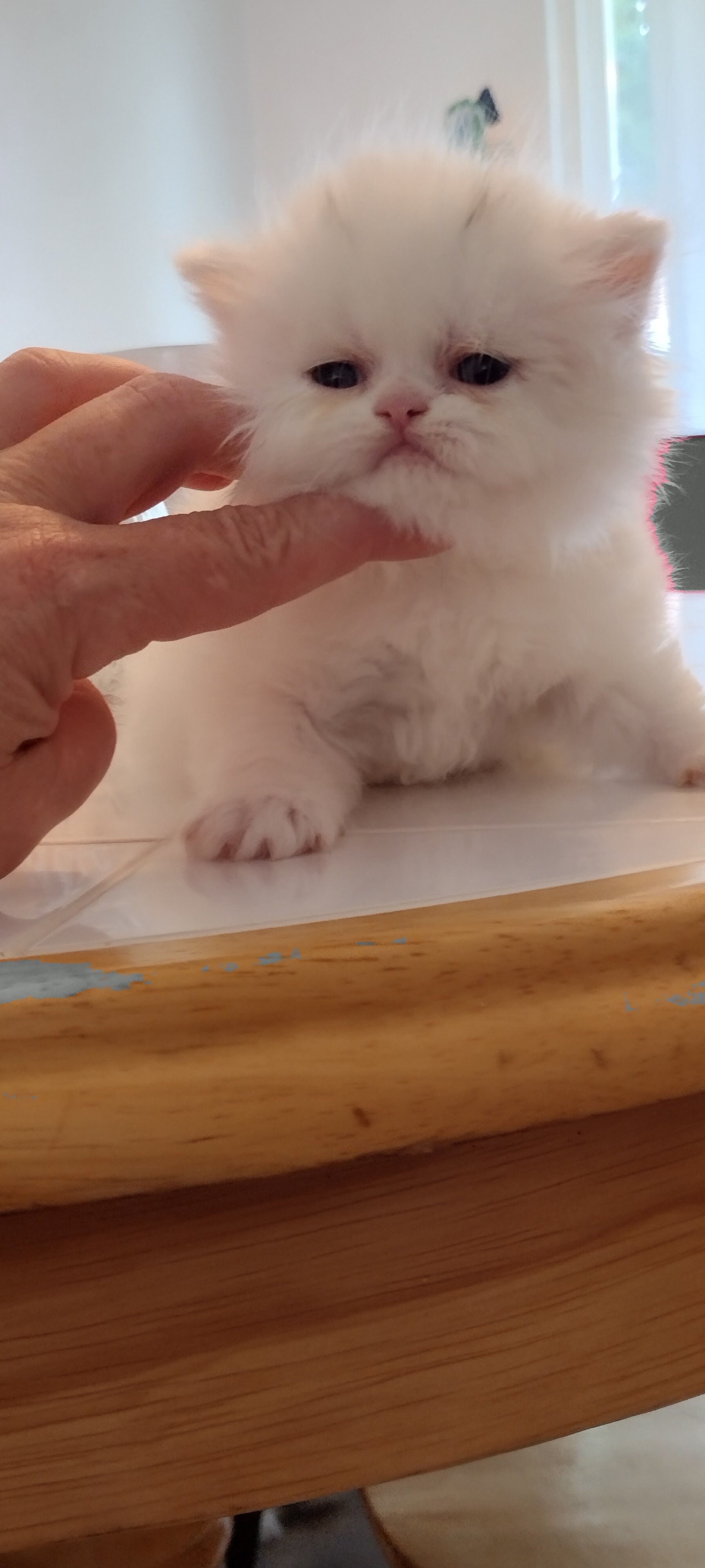 Persian kitten doll face image 7