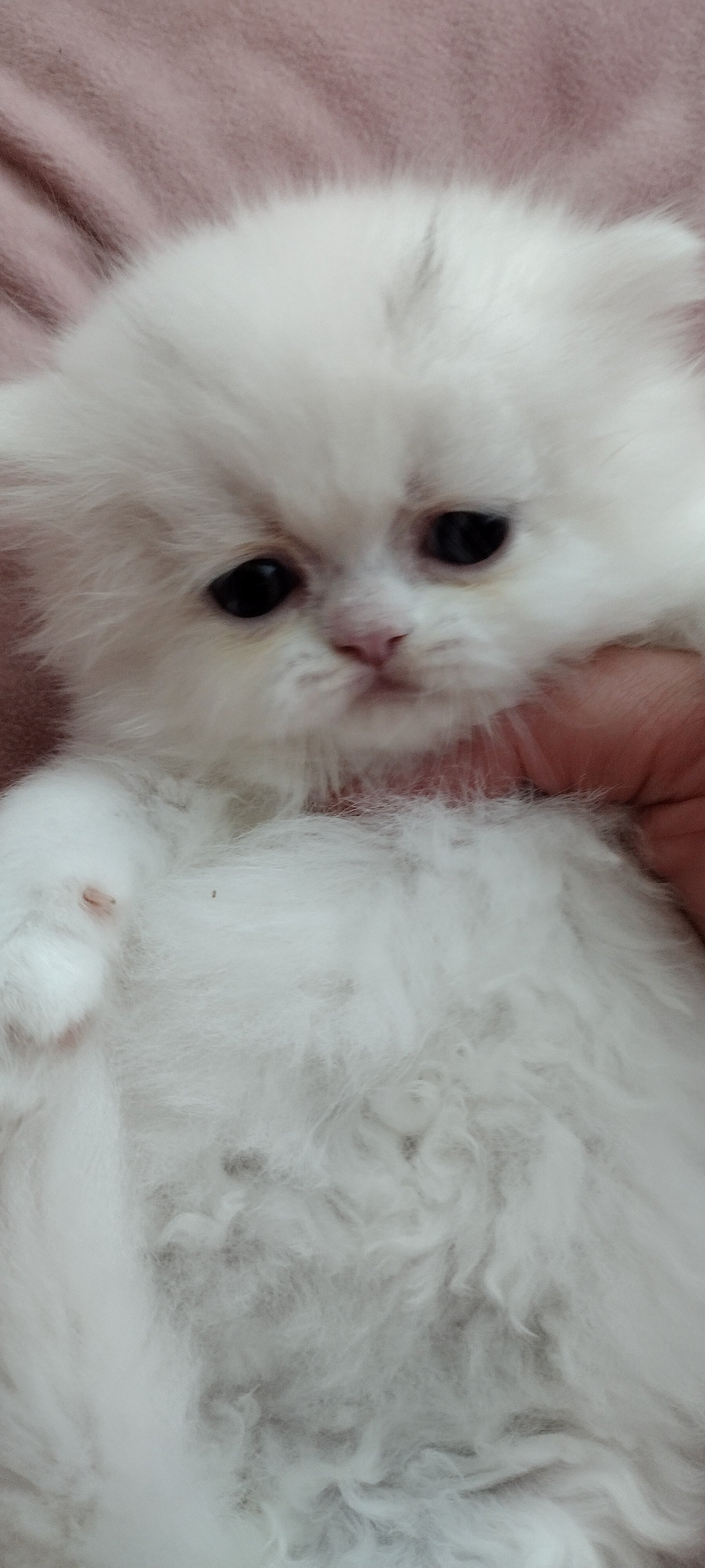 Persian kitten doll face image 6
