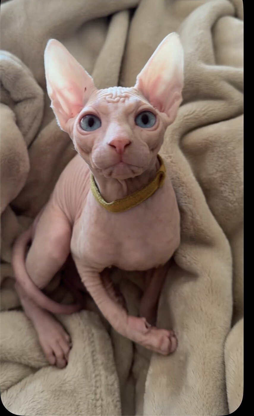 Sphynx cat image 1