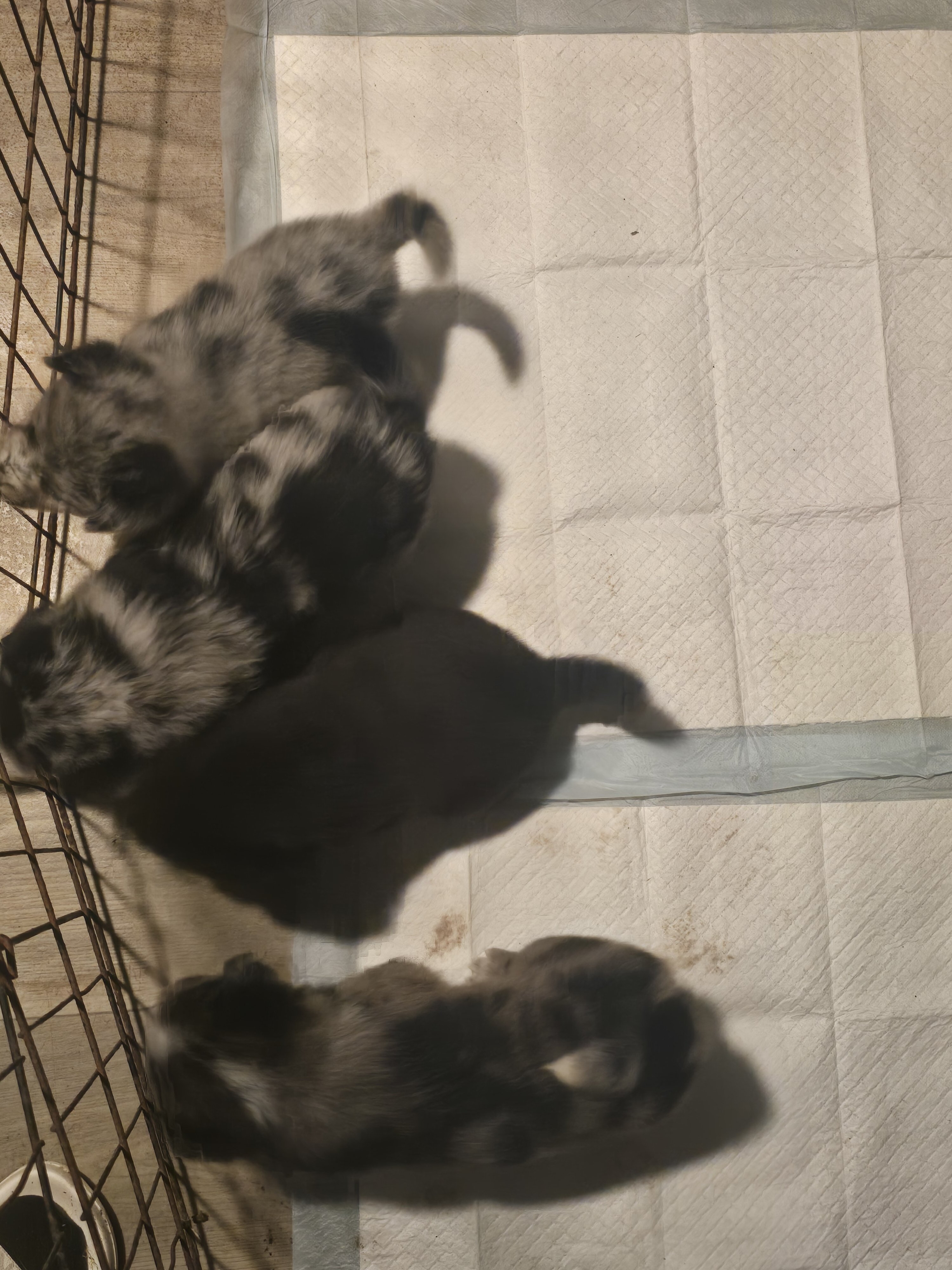 Blue Heeler Puppys image 1
