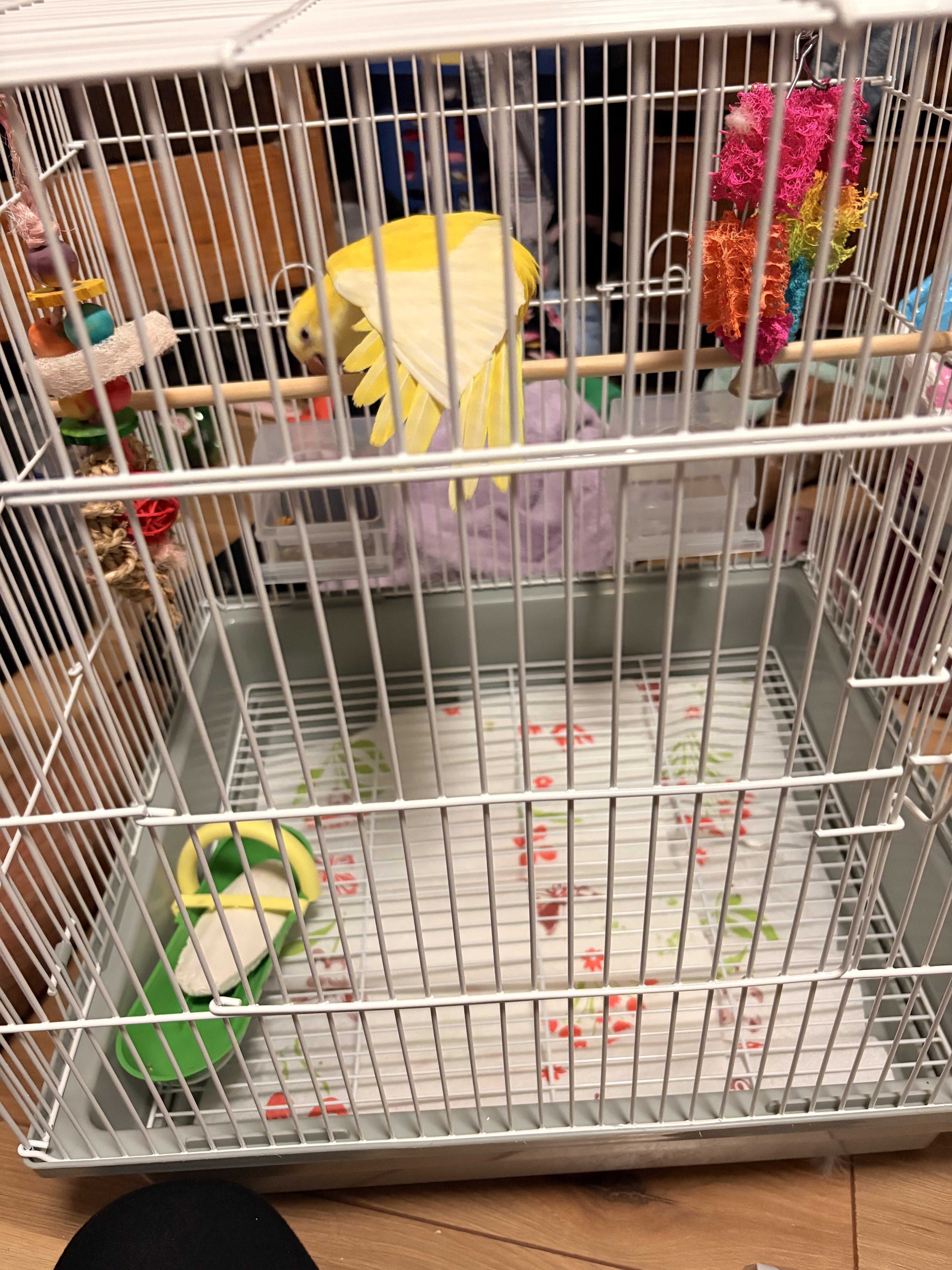 Jasmine quaker parrot image 2