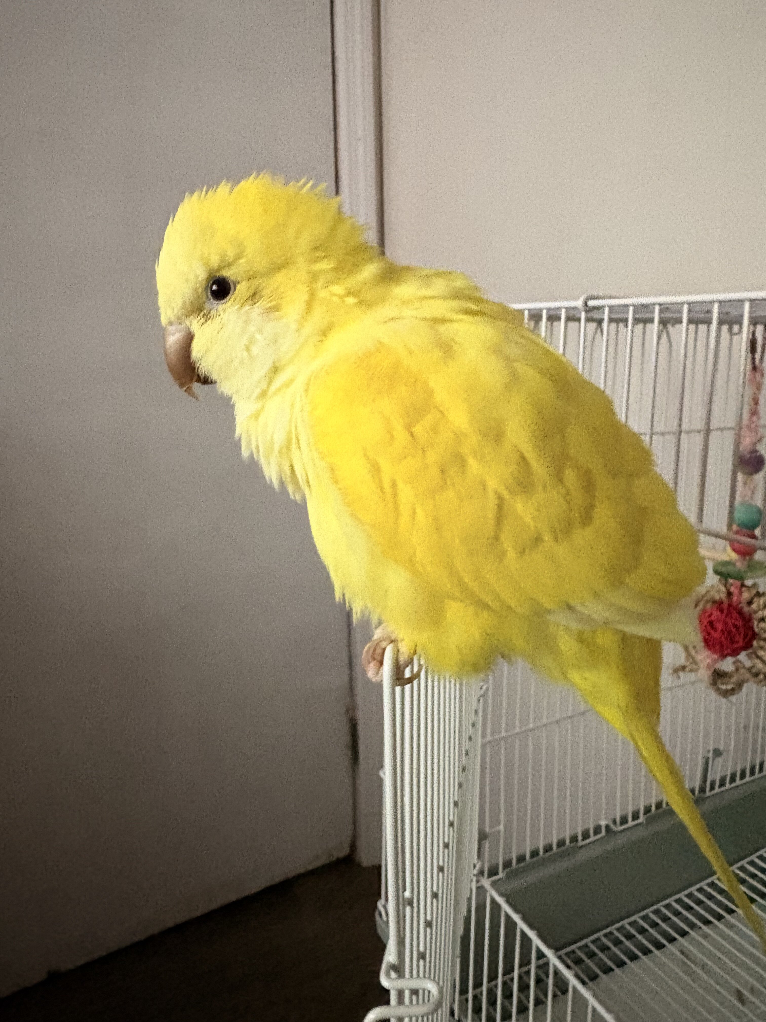 Jasmine quaker parrot image 3