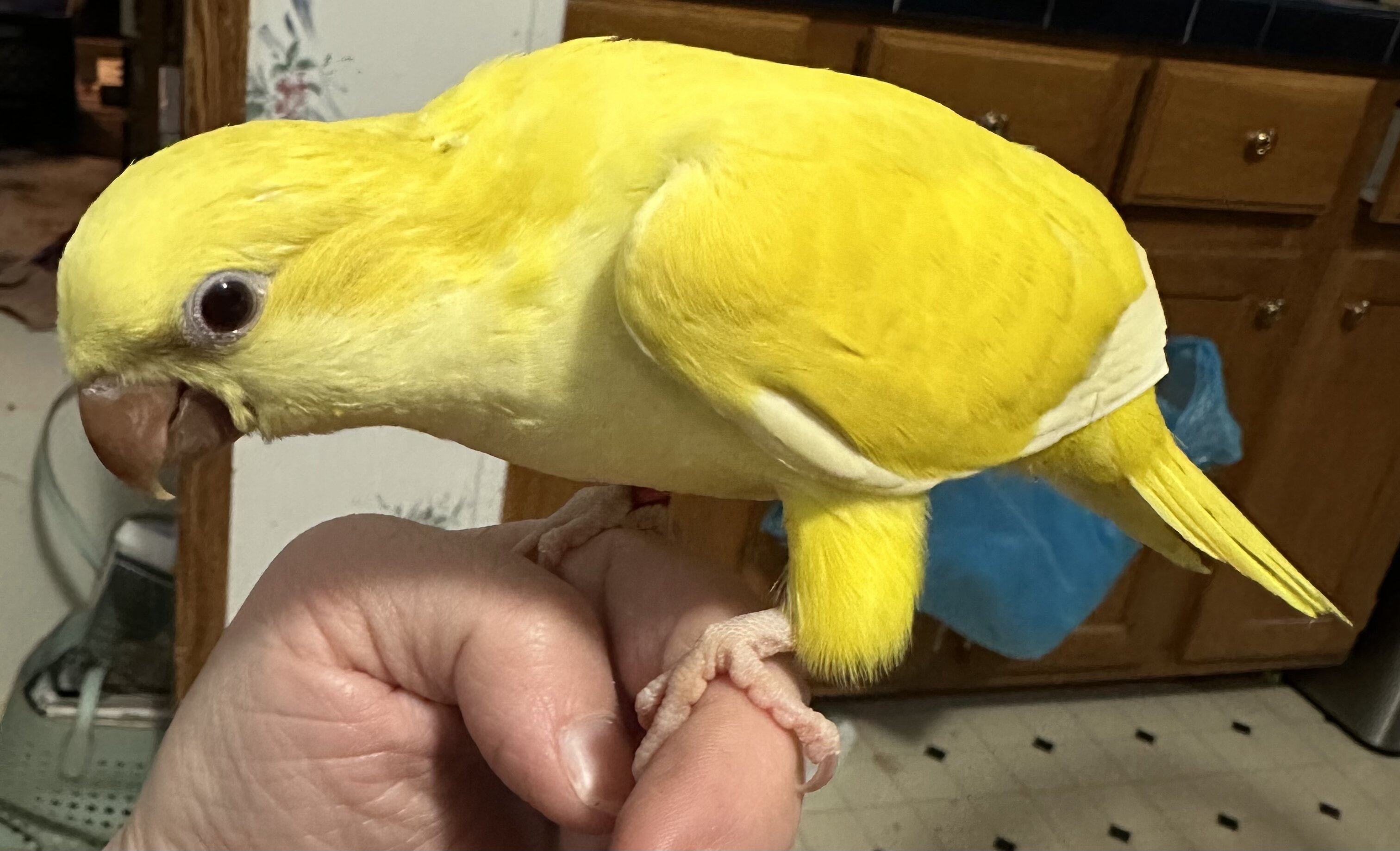 Jasmine quaker parrot image 4