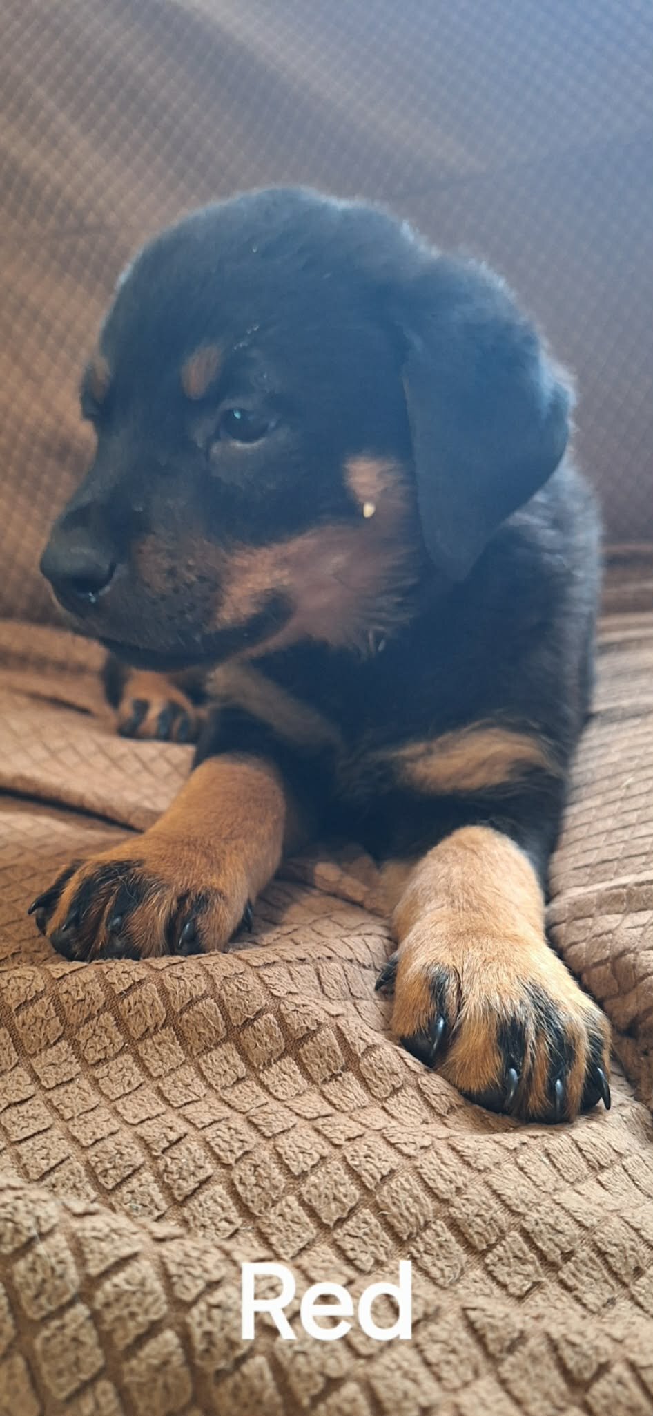 2 Rottweiler Female Puppies image 3