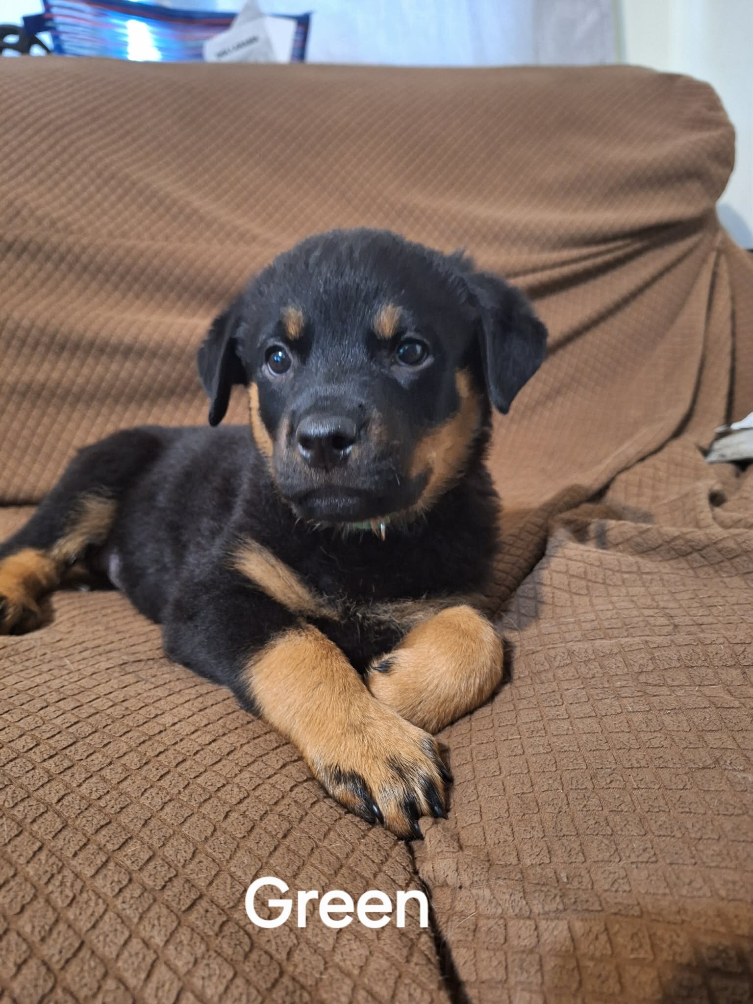 2 Rottweiler Female Puppies image 5