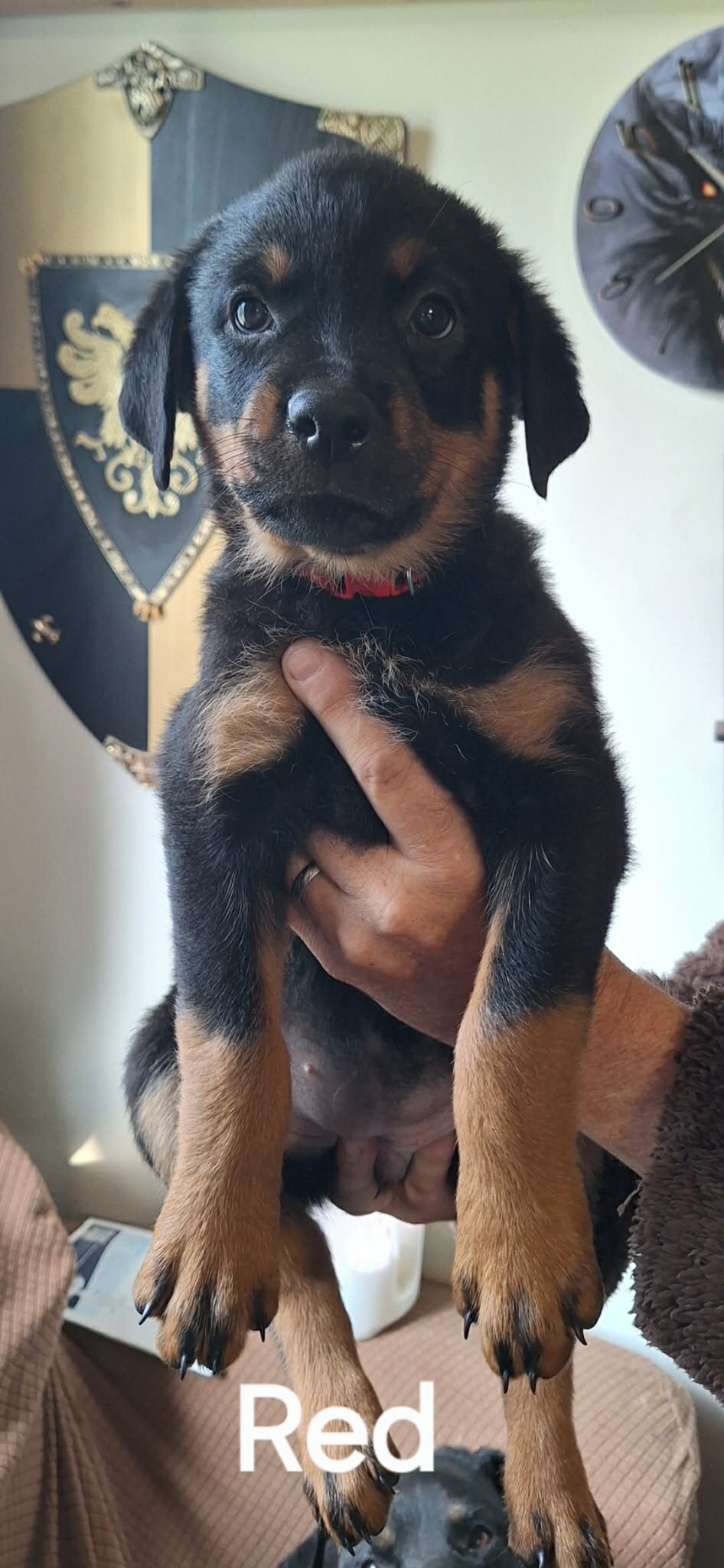 2 Rottweiler Female Puppies image 4