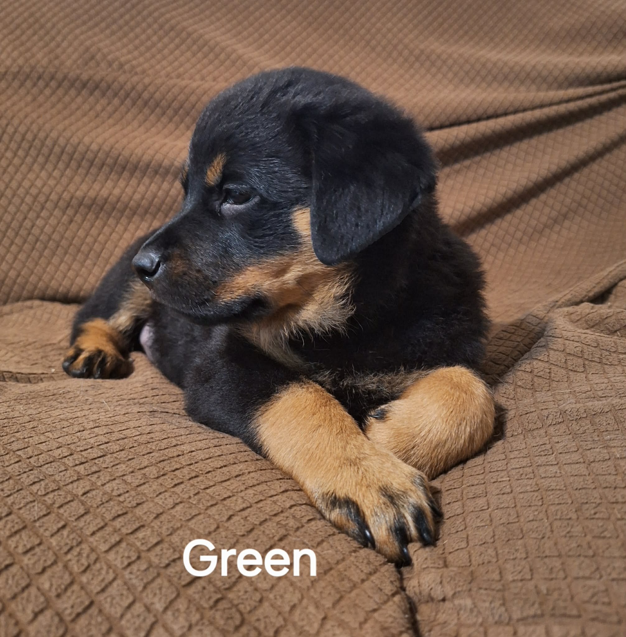 2 Rottweiler Female Puppies image 6
