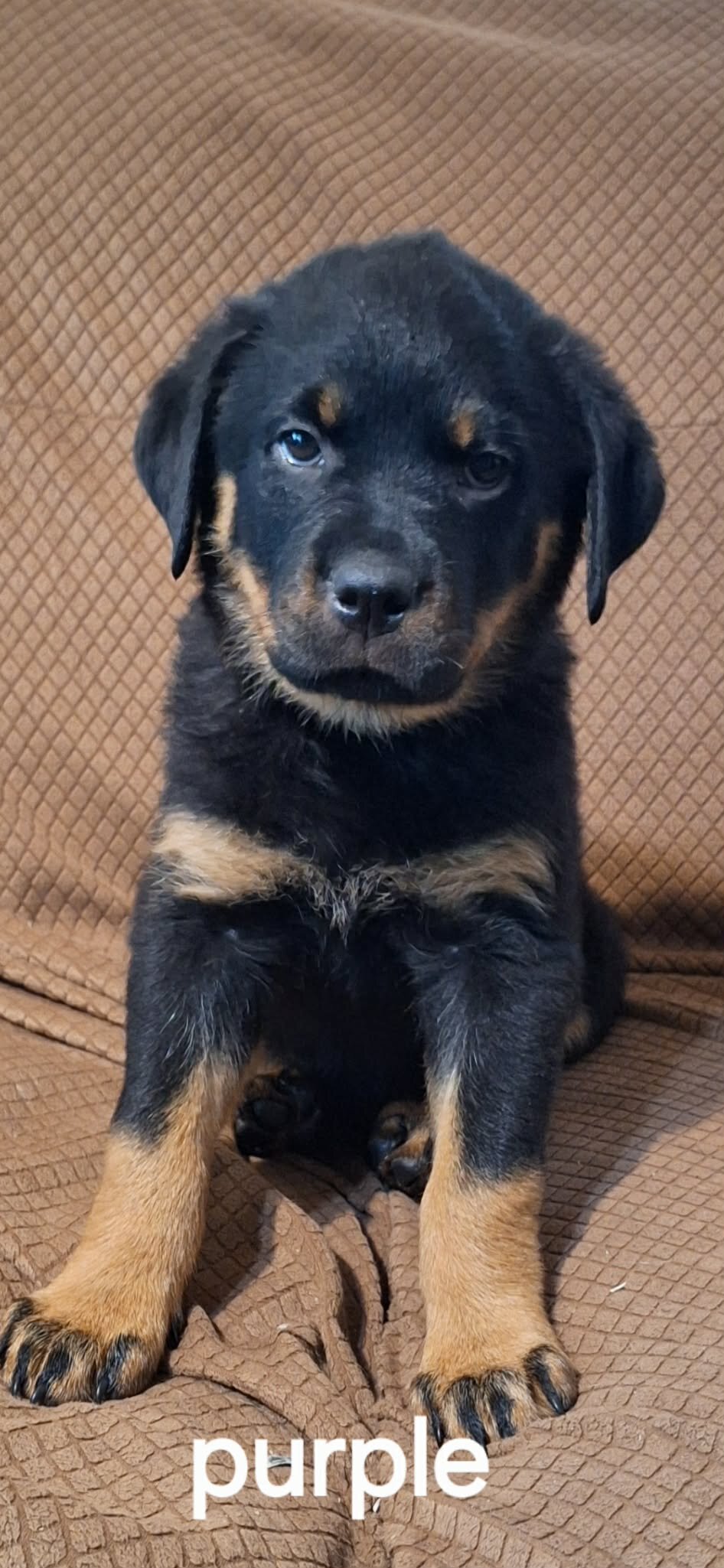 2 Rottweiler Female Puppies image 1